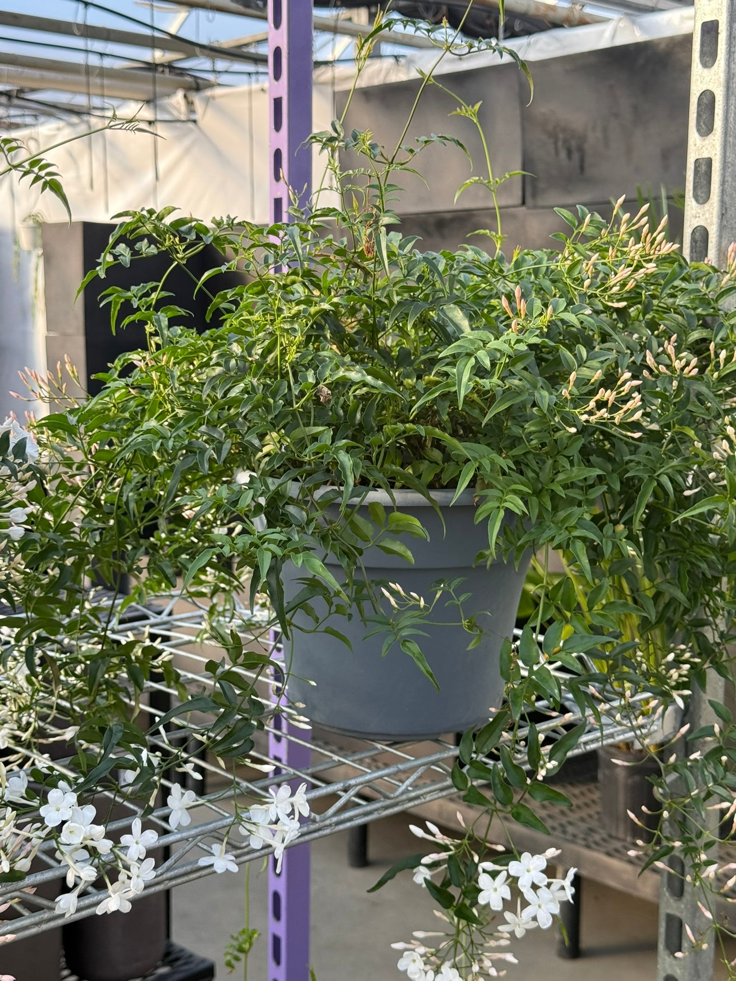 Tropicals Hanging Basket Bundle