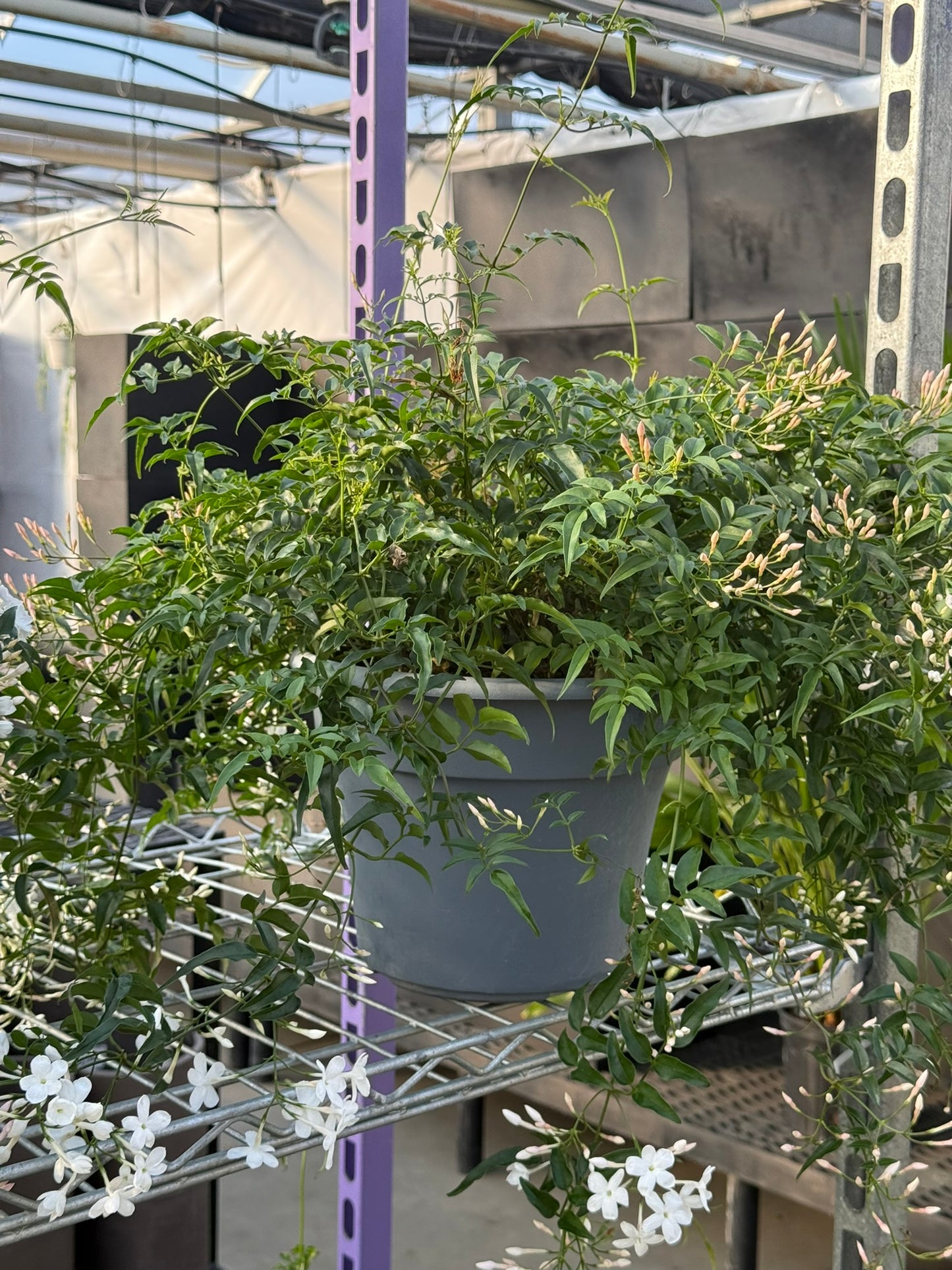 Tropicals Hanging Basket Bundle