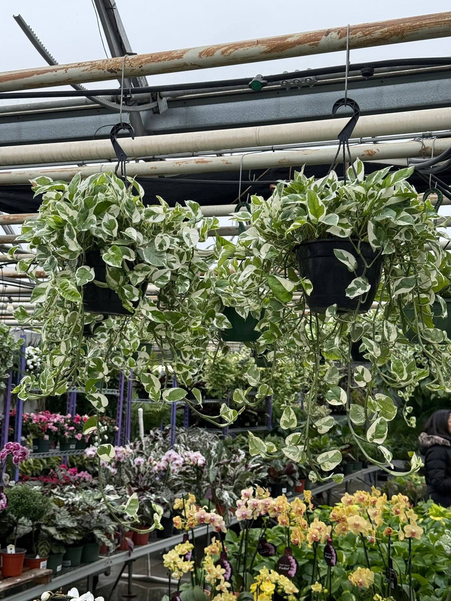 Tropicals Hanging Basket Bundle