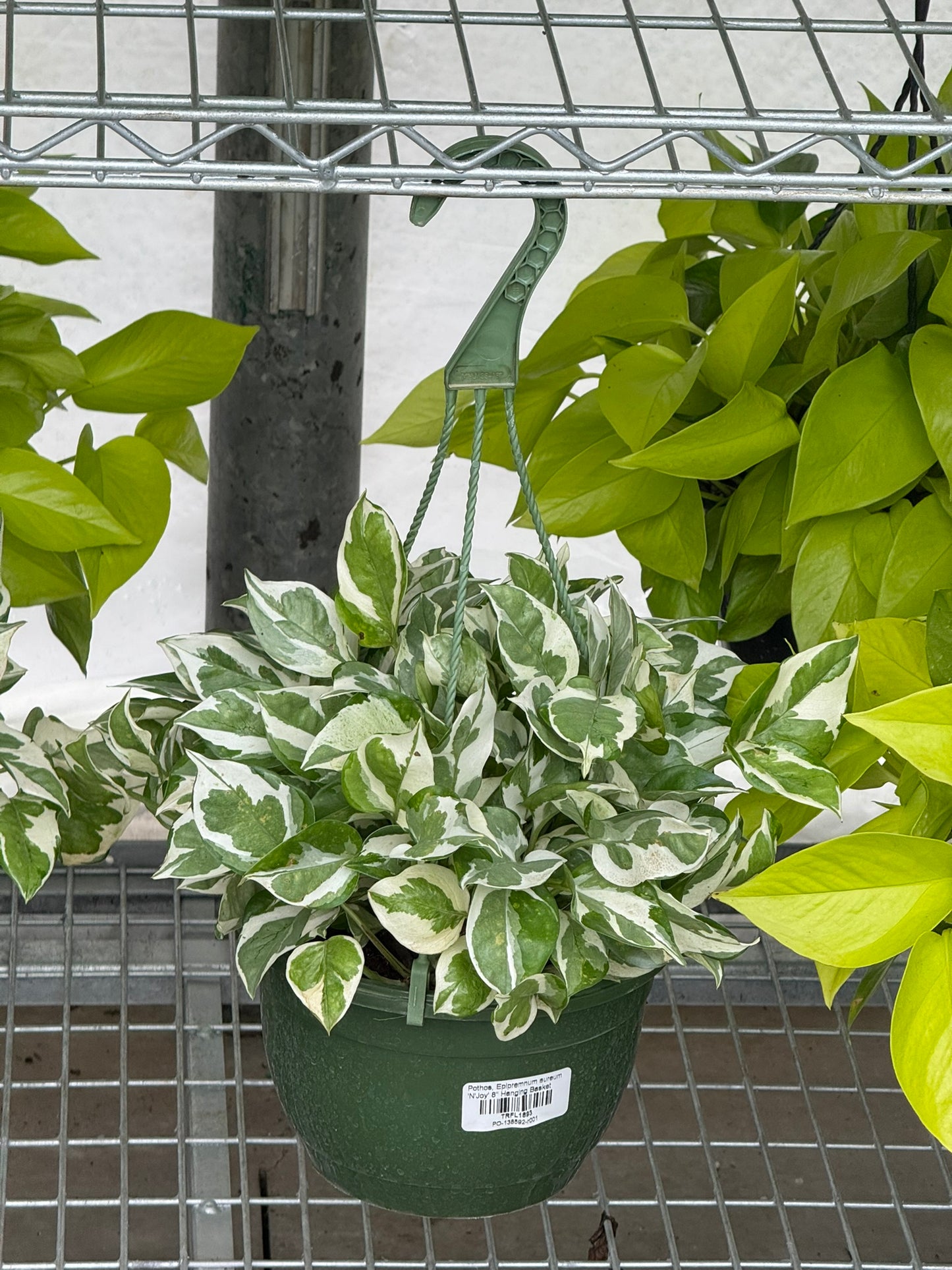 Tropicals Hanging Basket Bundle