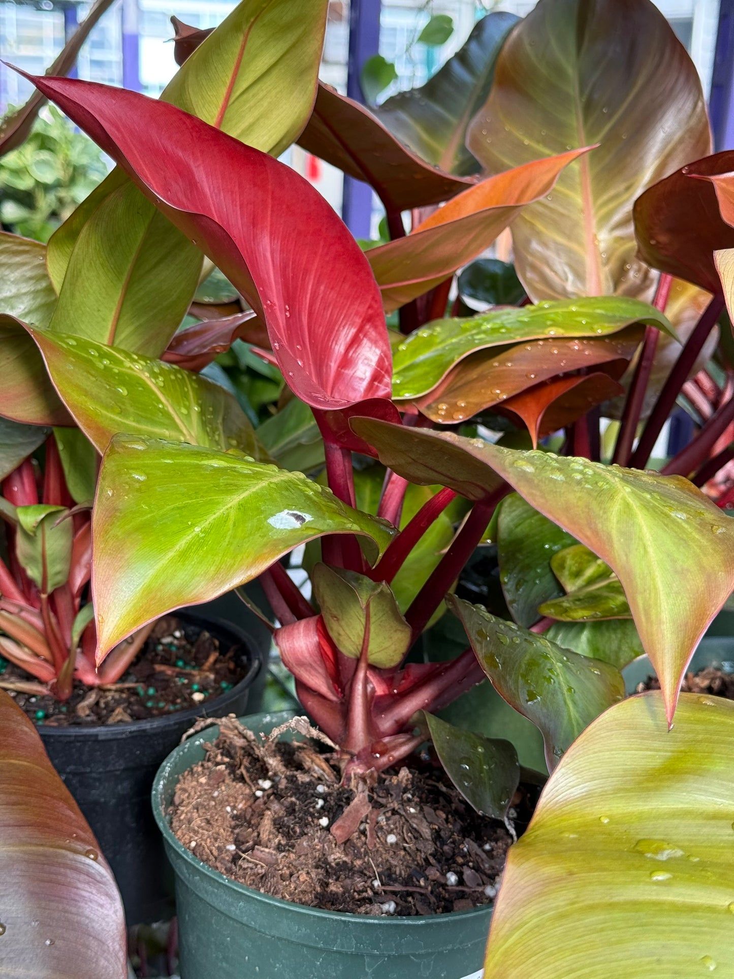 Philodendron 'Red Moon'–Tropical Foliage–Unique Colorful Leaves  6" Pot