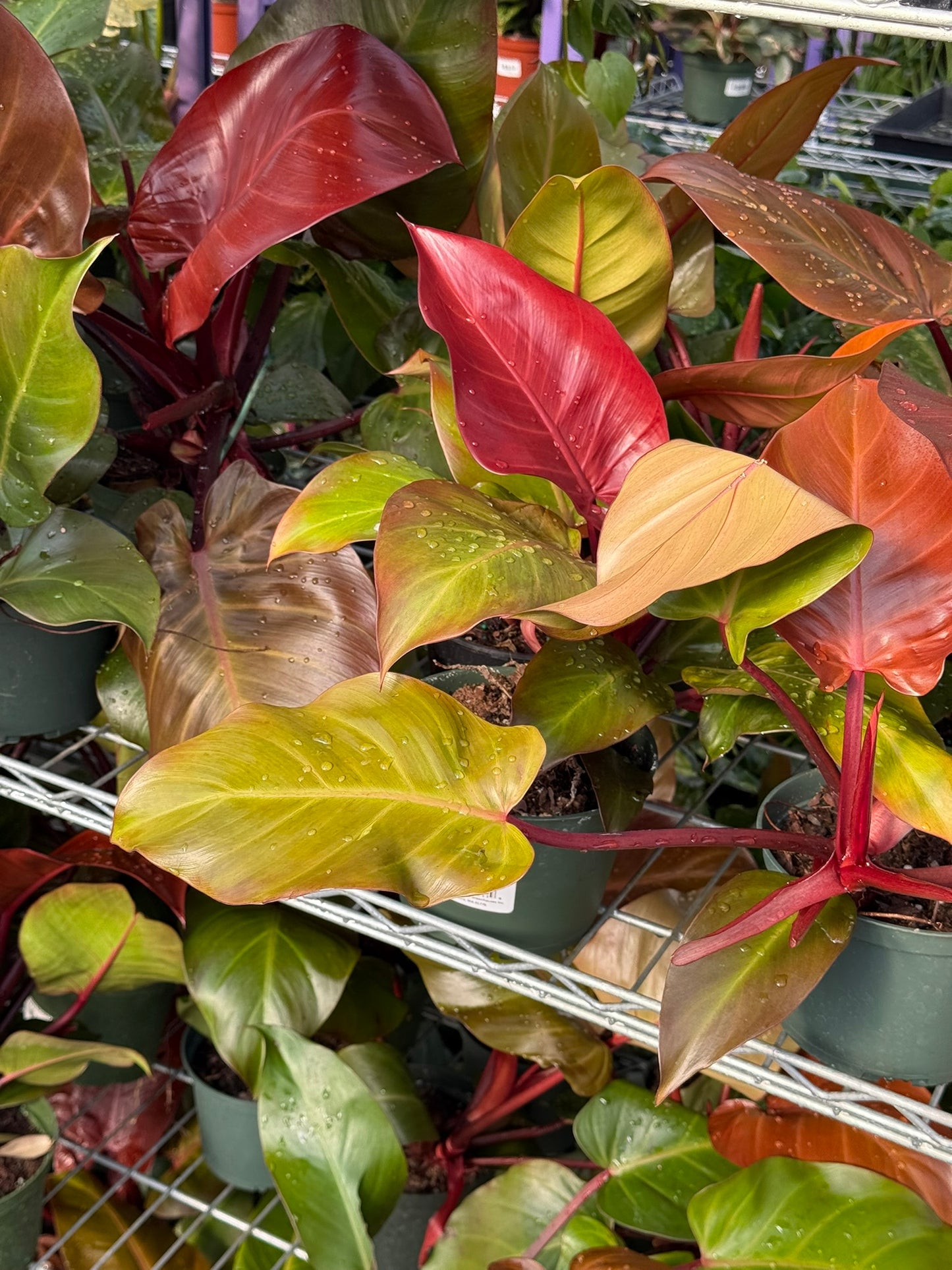 Philodendron 'Red Moon'–Tropical Foliage–Unique Colorful Leaves  6" Pot