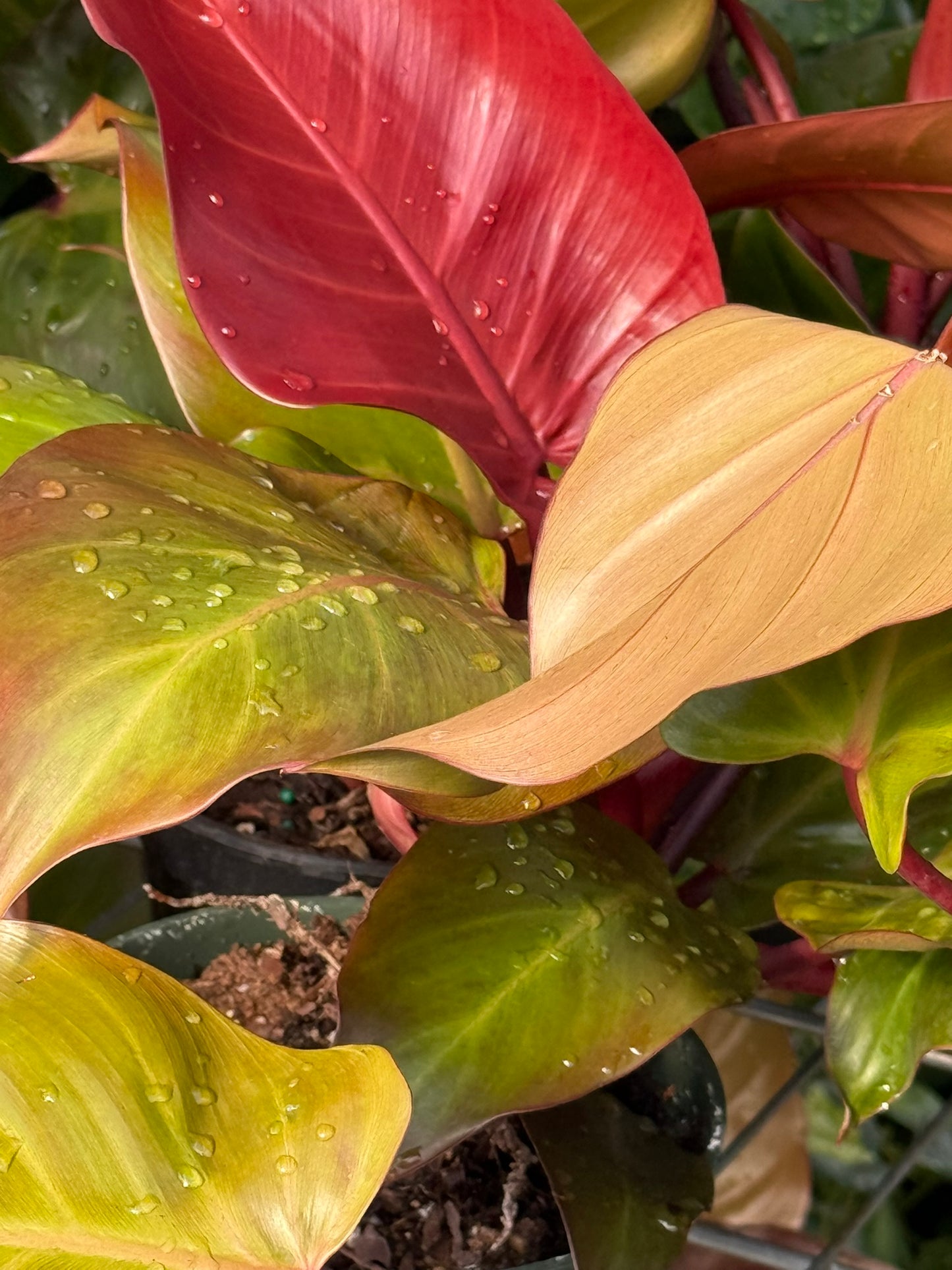 Philodendron 'Red Moon'–Tropical Foliage–Unique Colorful Leaves  6" Pot