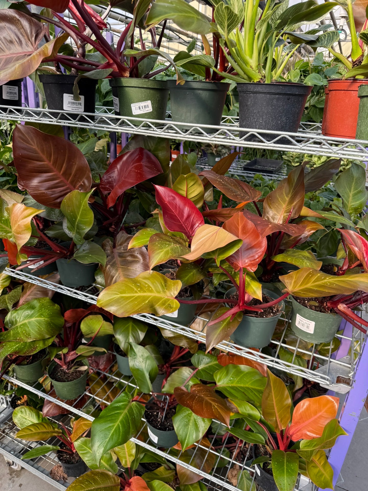 Philodendron 'Red Moon'–Tropical Foliage–Unique Colorful Leaves  6" Pot