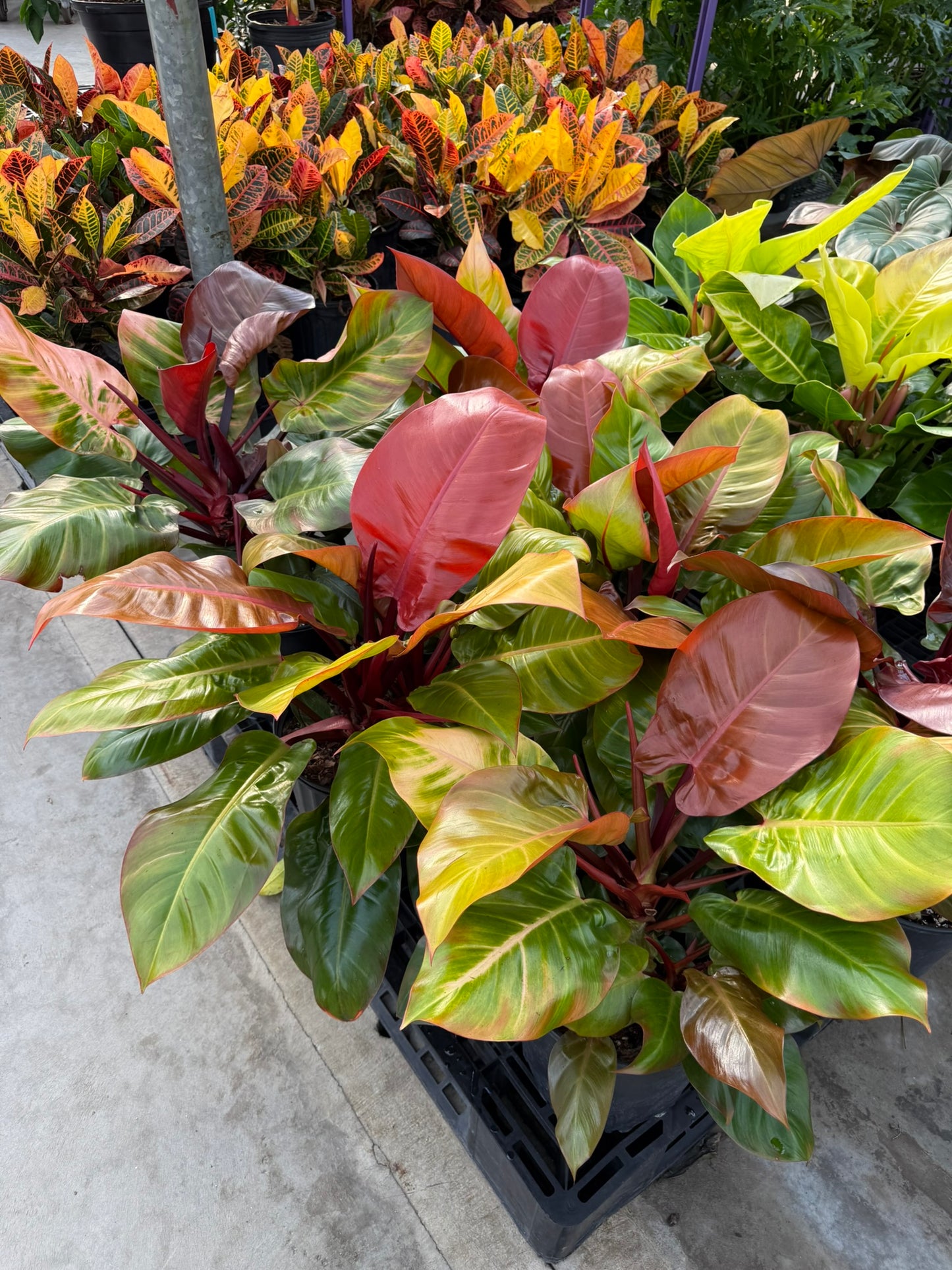 Philodendron 'Red Moon'–Tropical Foliage–Unique Colorful Leaves  6" Pot