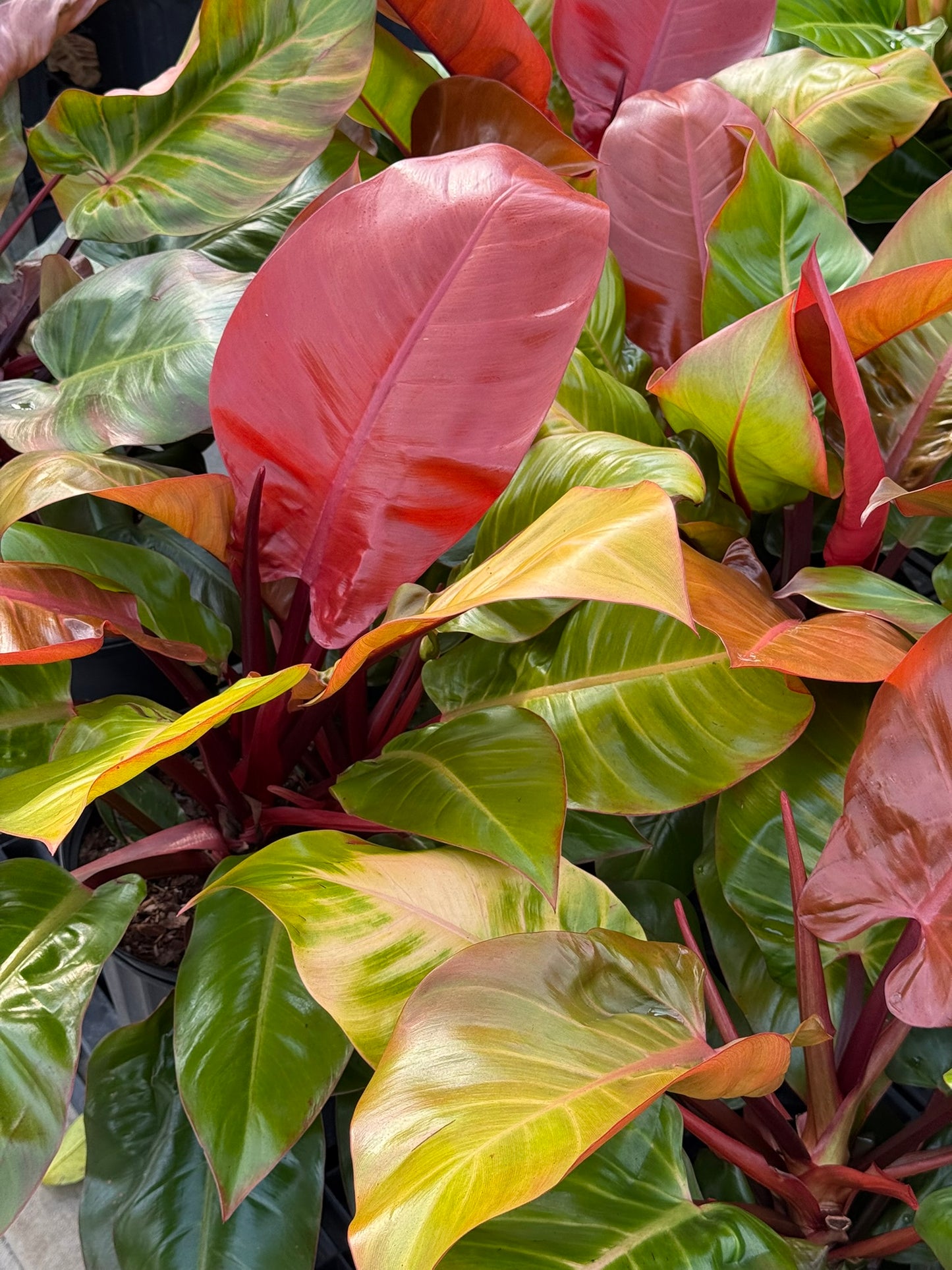 Philodendron 'Red Moon'–Tropical Foliage–Unique Colorful Leaves  6" Pot