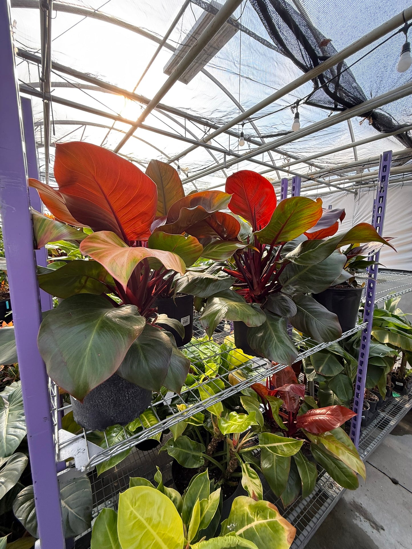 Philodendron 'Red Moon'–Tropical Foliage–Unique Colorful Leaves  6" Pot