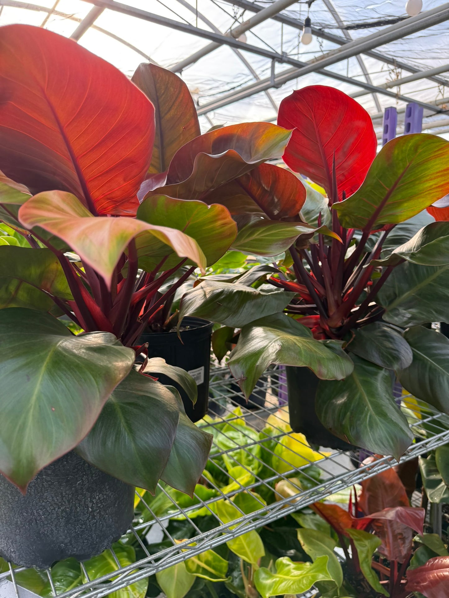 Philodendron 'Red Moon'–Tropical Foliage–Unique Colorful Leaves  6" Pot