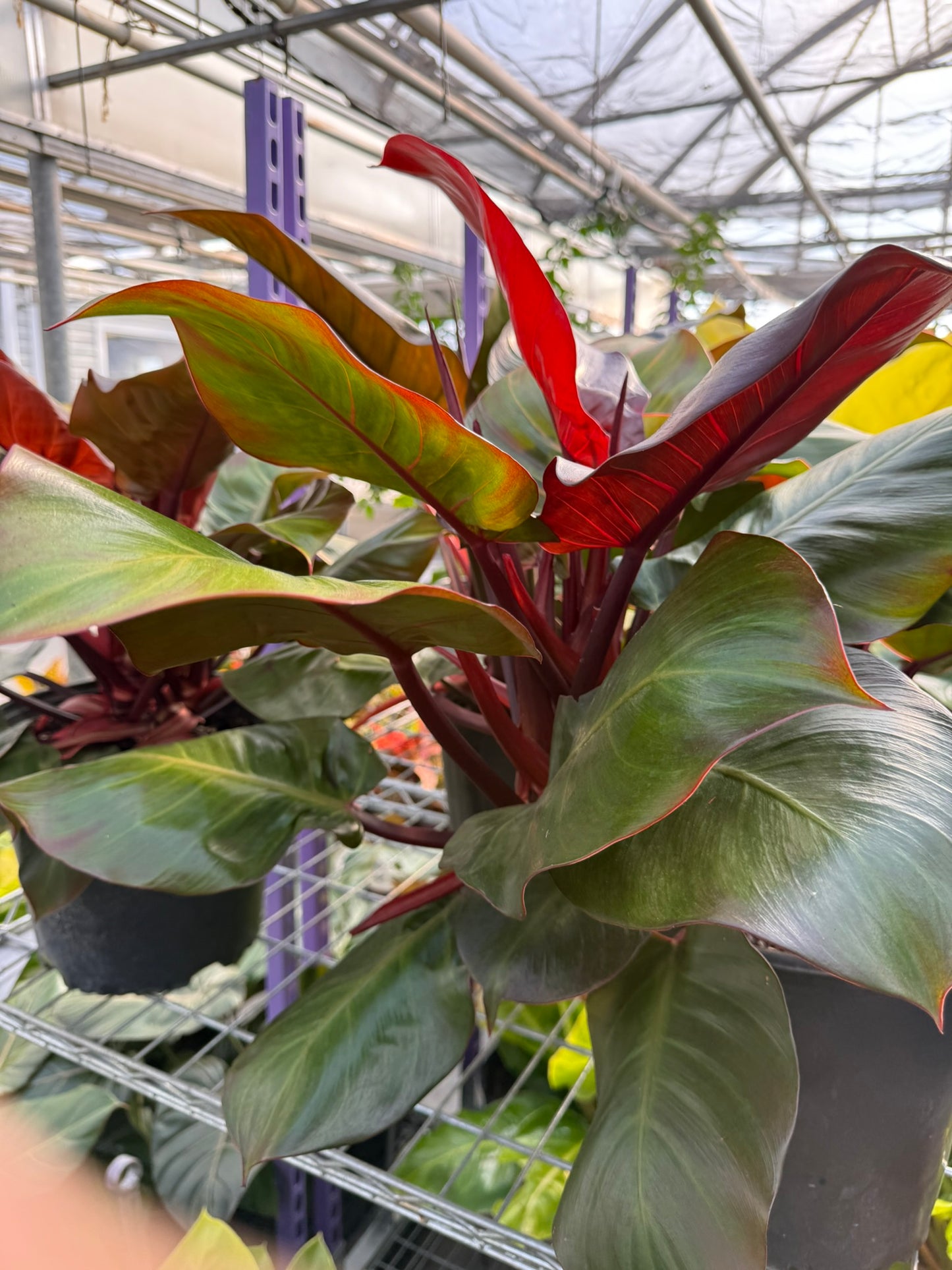 Philodendron 'Red Moon'–Tropical Foliage–Unique Colorful Leaves  6" Pot