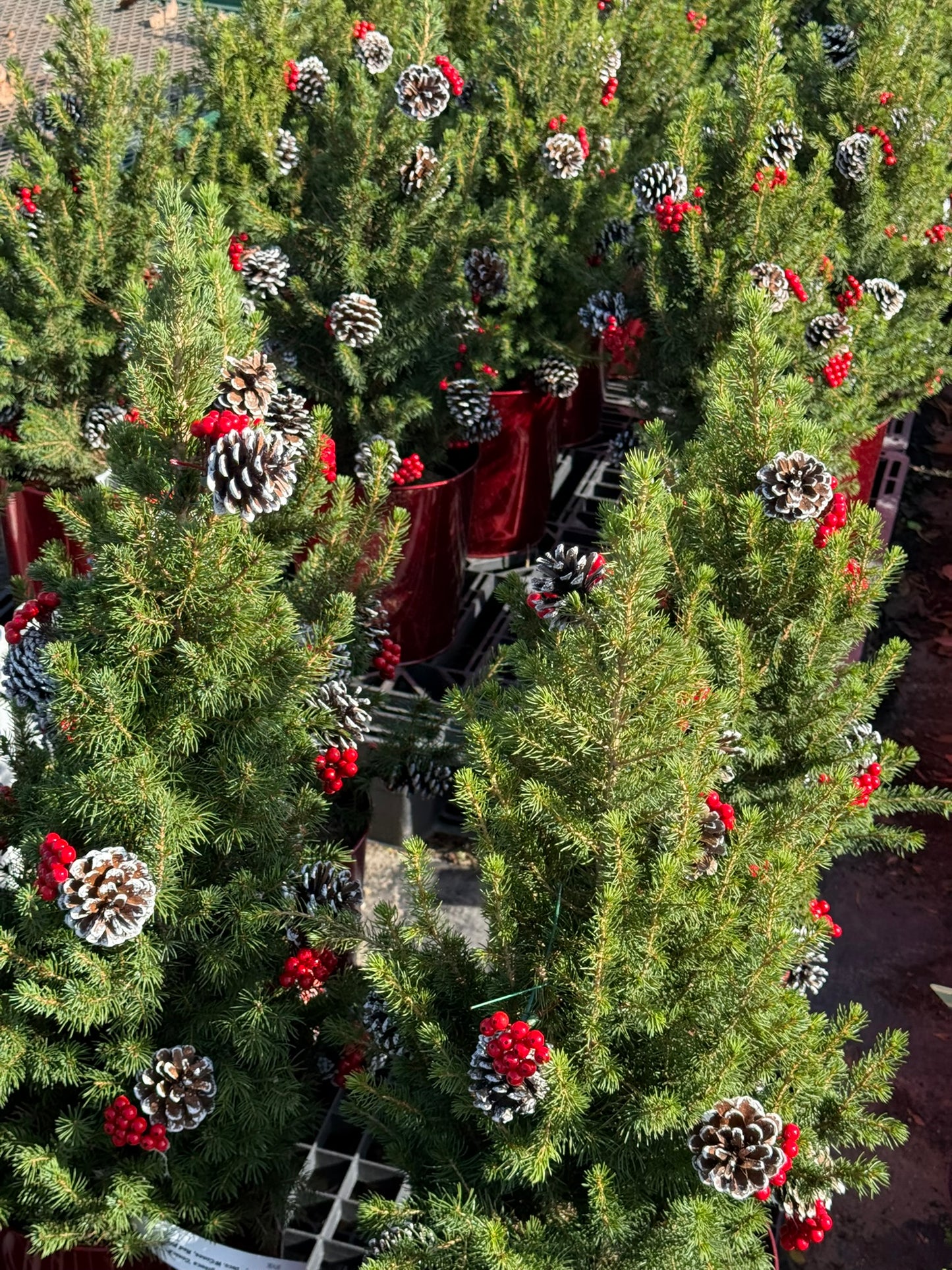 Picea glauca 'Conica' Decorated with Cones Red Pot 2 Gallon (Pack of 1)