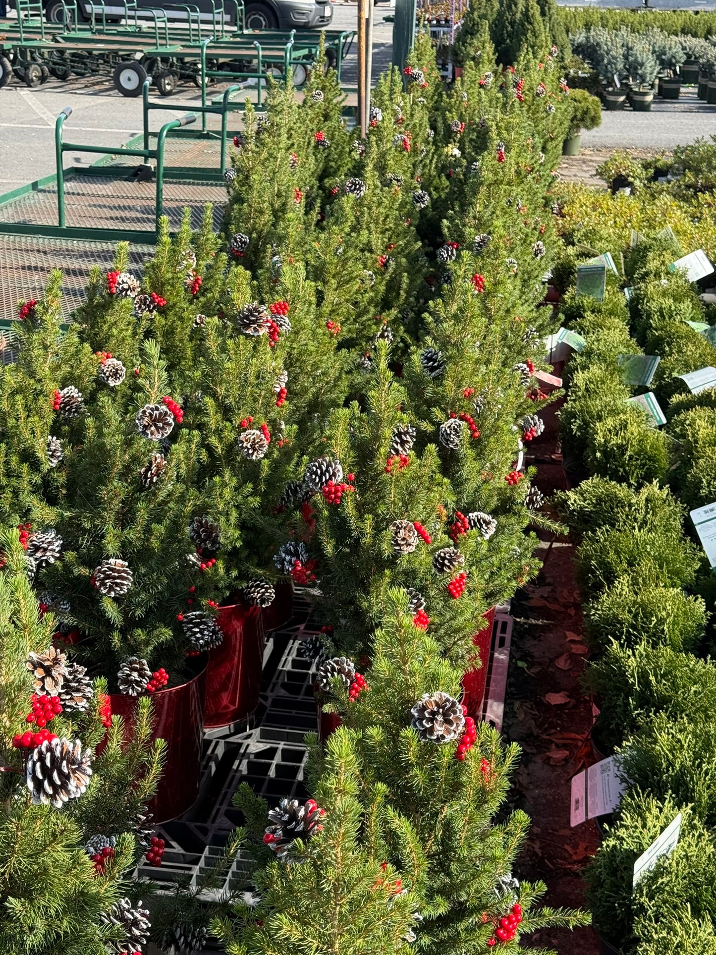 Picea glauca 'Conica' Decorated with Cones Red Pot 2 Gallon (Pack of 1)
