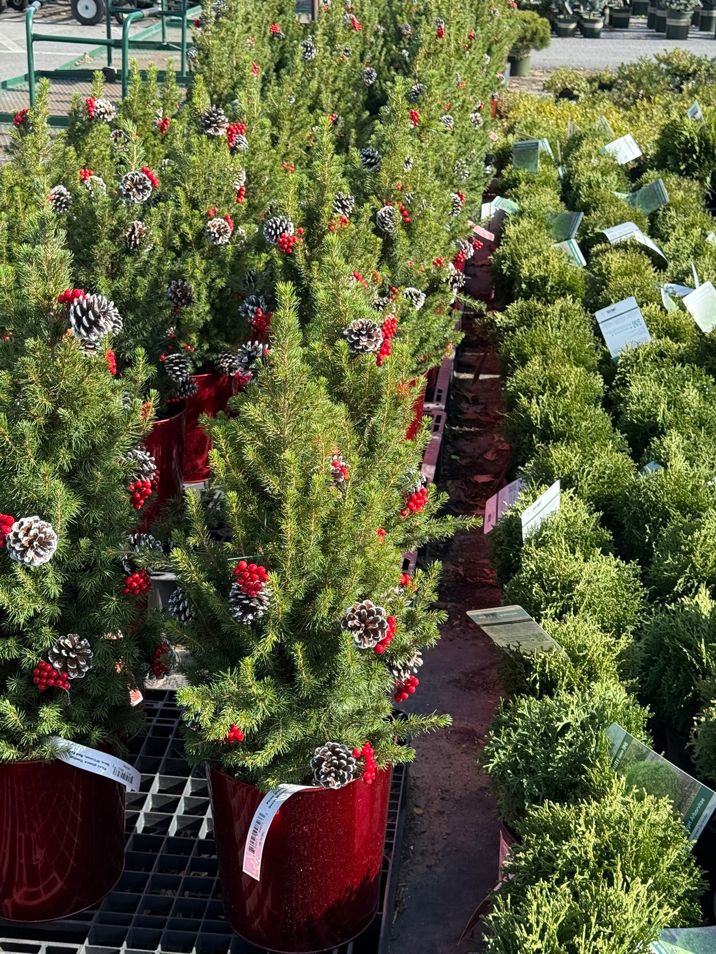 Picea glauca 'Conica' Decorated with Cones Red Pot 2 Gallon (Pack of 1)