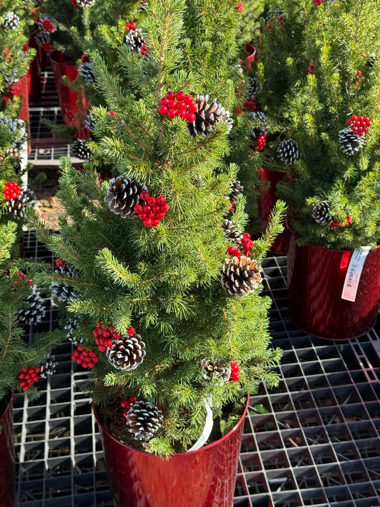 Picea glauca 'Conica' Decorated with Cones Red Pot 2 Gallon (Pack of 1)