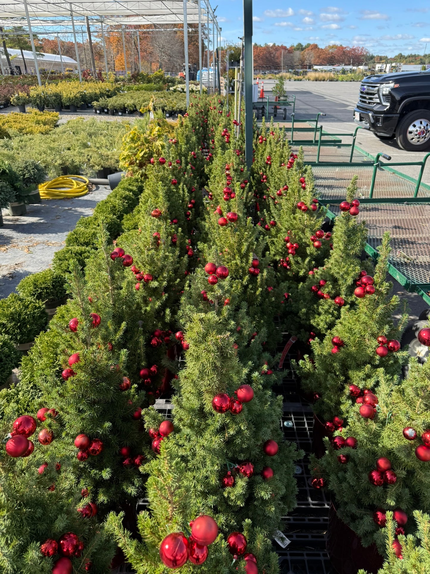 Picea glauca 'Conica' Decorated Red Pot 2 Gallon (Pack of 1)