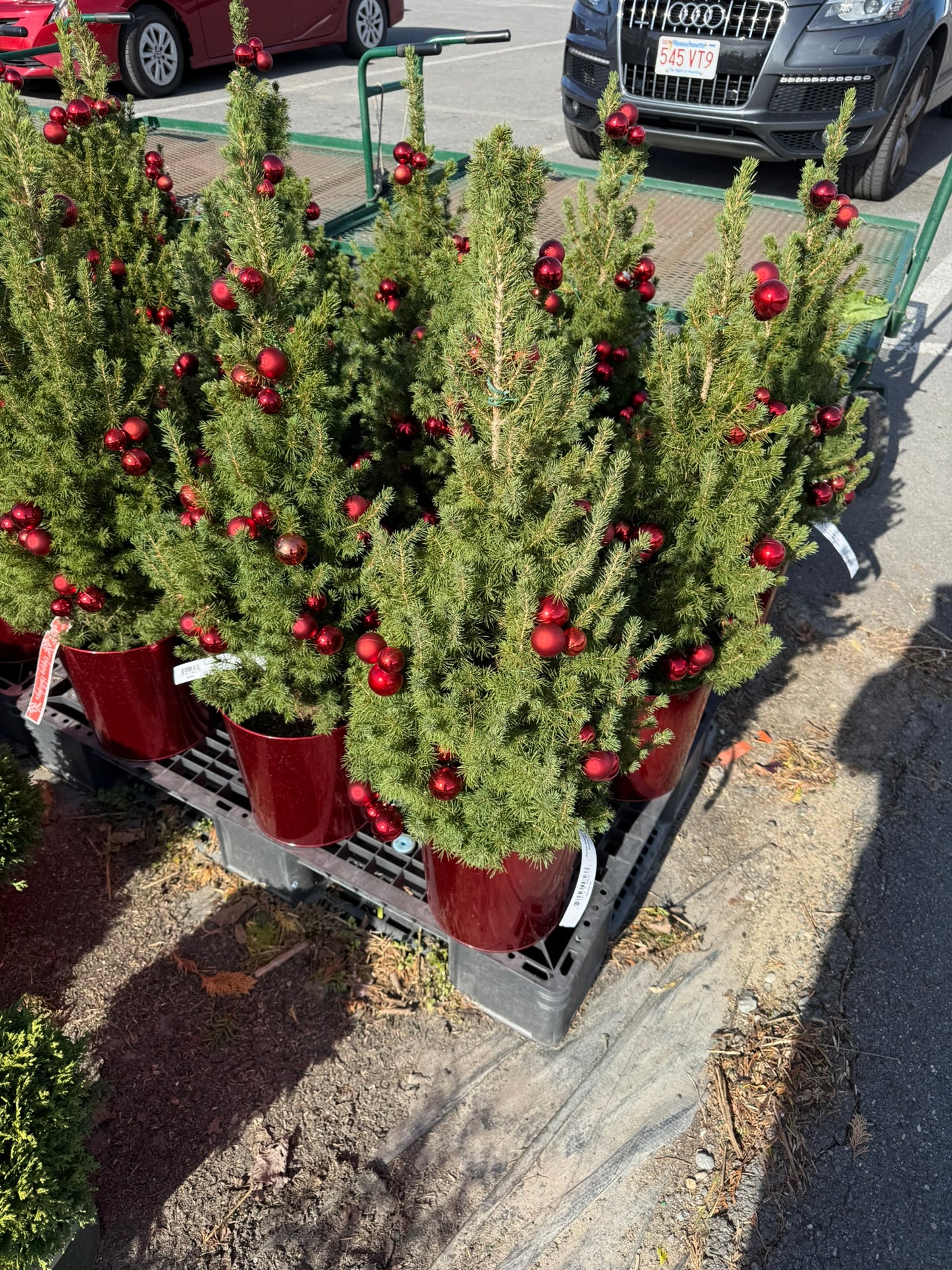 Picea glauca 'Conica' Decorated Red Pot 2 Gallon (Pack of 1)