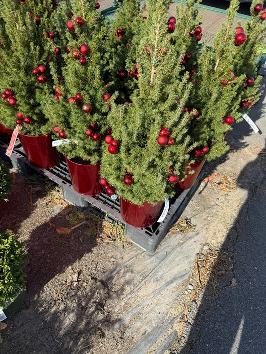 Picea glauca 'Conica' Decorated Red Pot 2 Gallon (Pack of 1)