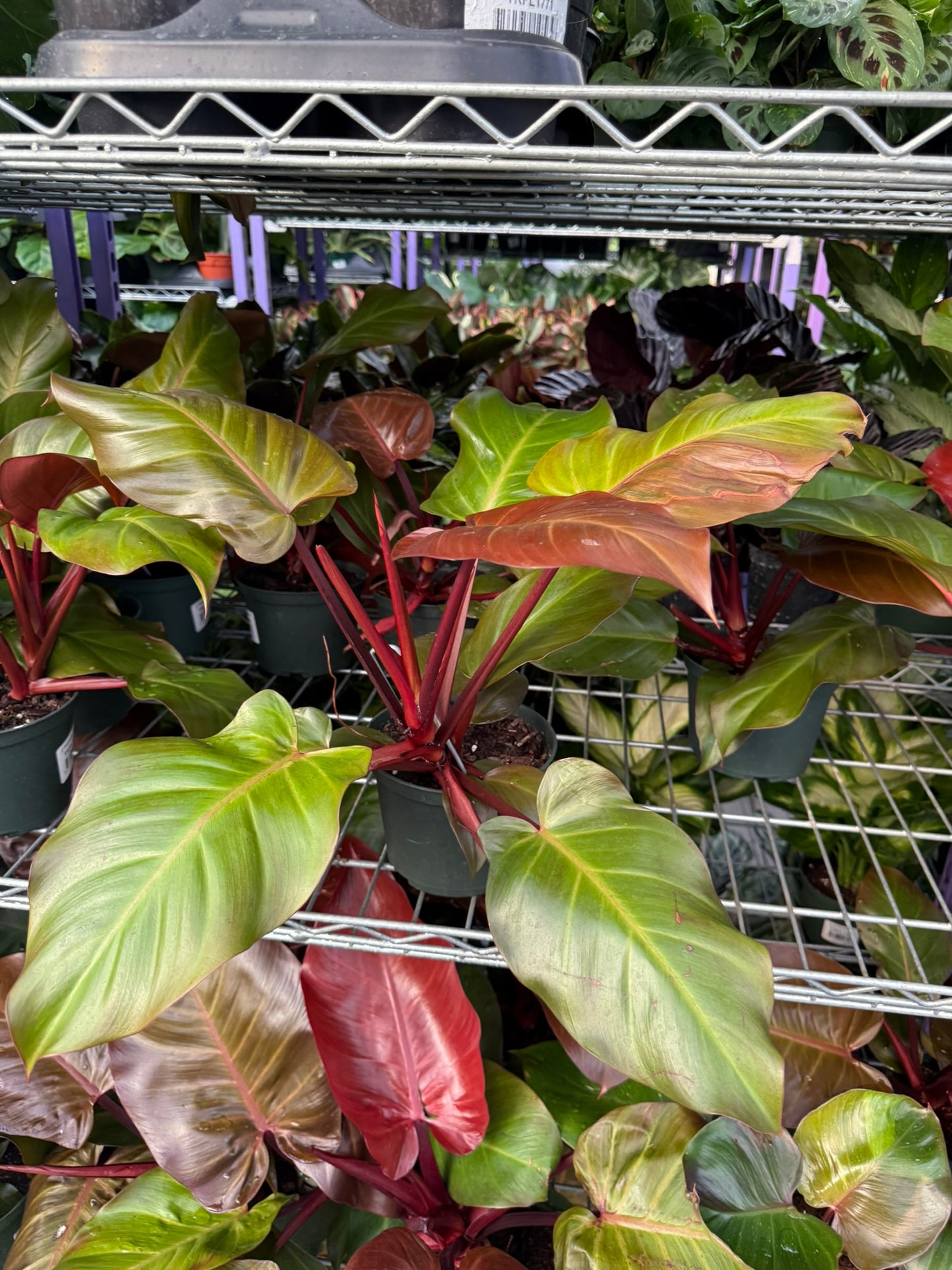 Philodendron 'Red Moon'–Tropical Foliage–Unique Colorful Leaves  6" Pot