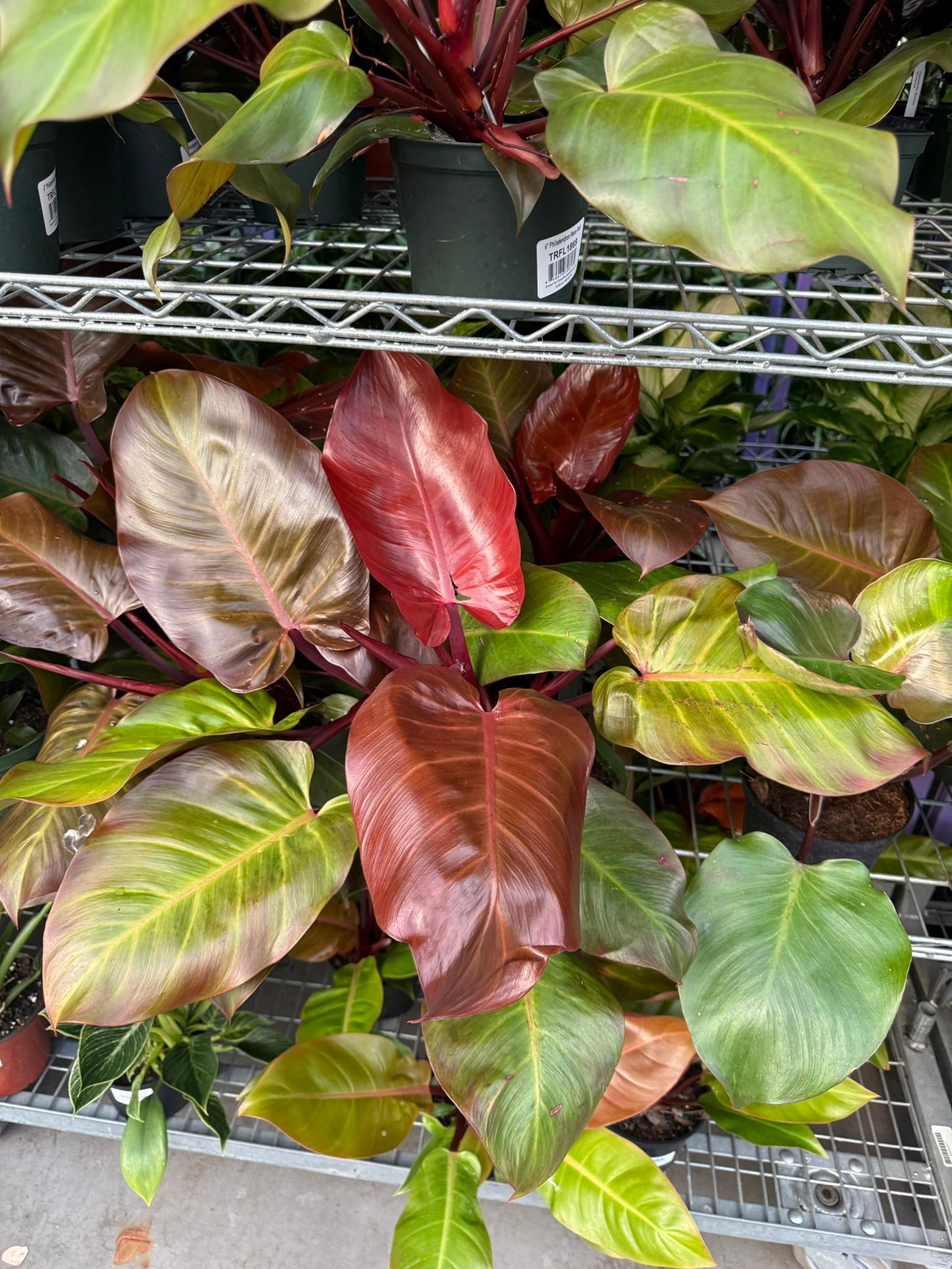 Philodendron 'Red Moon'–Tropical Foliage–Unique Colorful Leaves  6" Pot