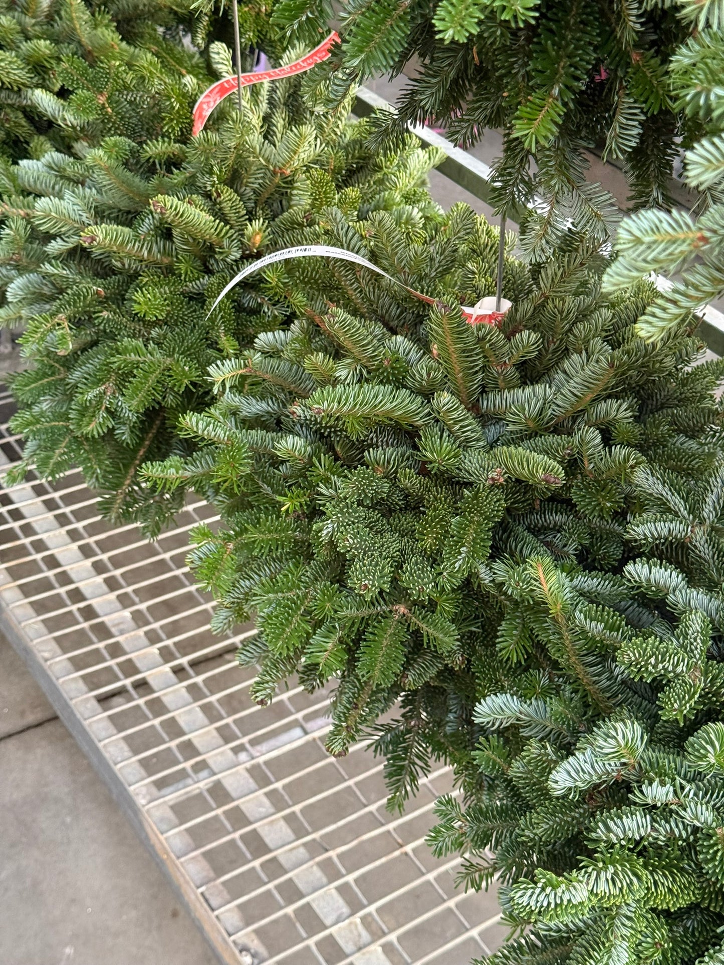 Kissing Ball, 14" Balsam/Fraser Fir, Burgundy Each