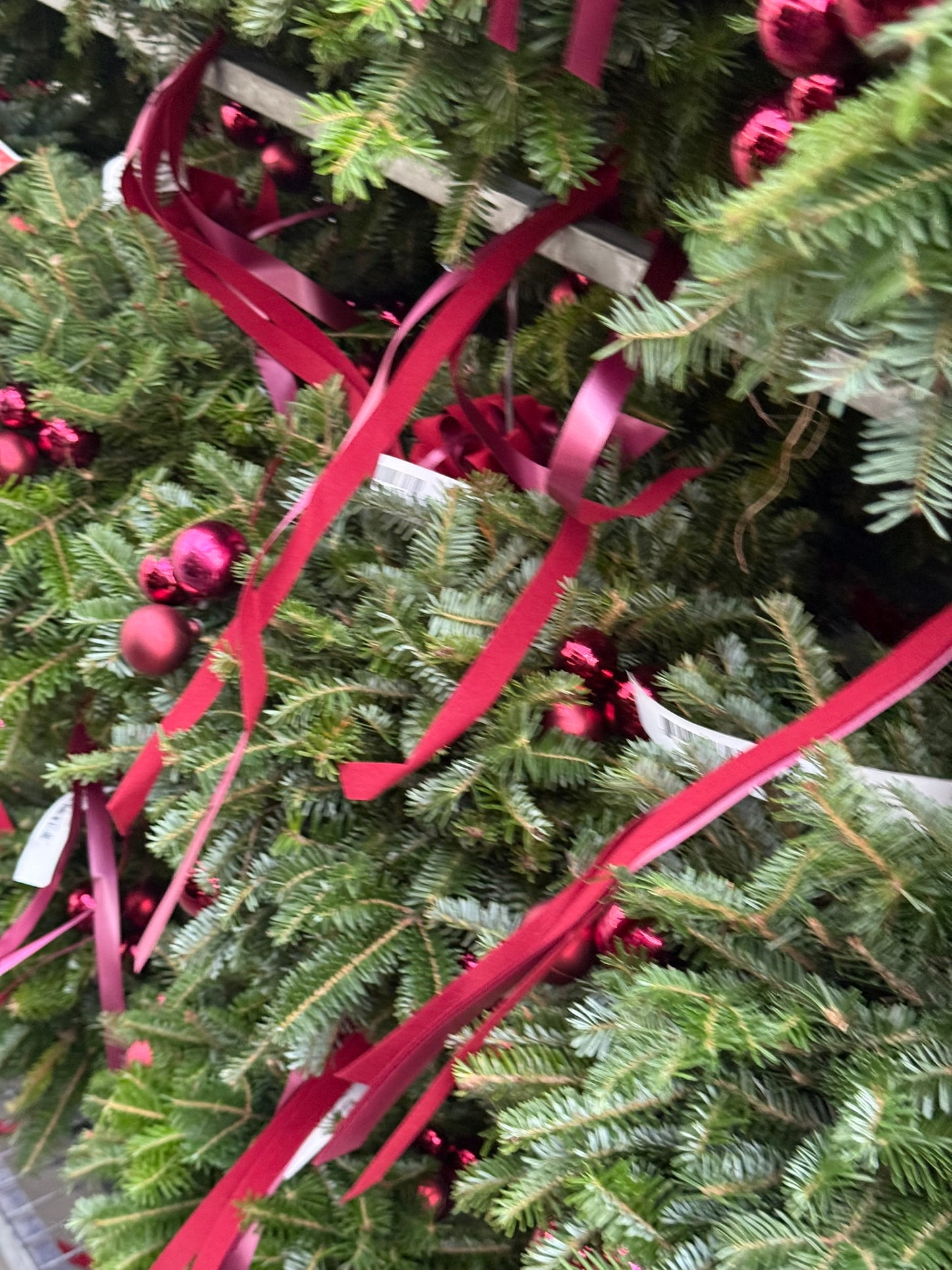 Kissing Ball, 14" Balsam/Fraser Fir, Burgundy Each