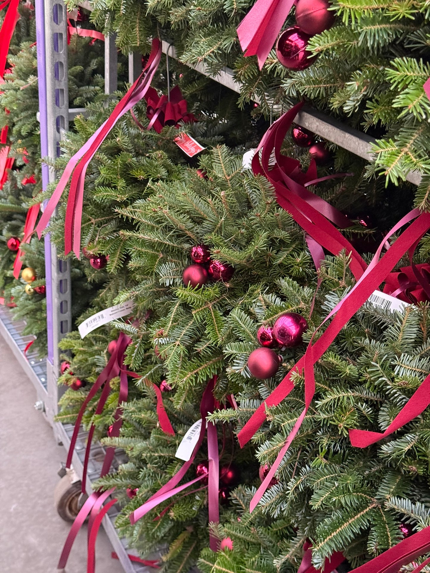 Kissing Ball, 14" Balsam/Fraser Fir, Burgundy Each