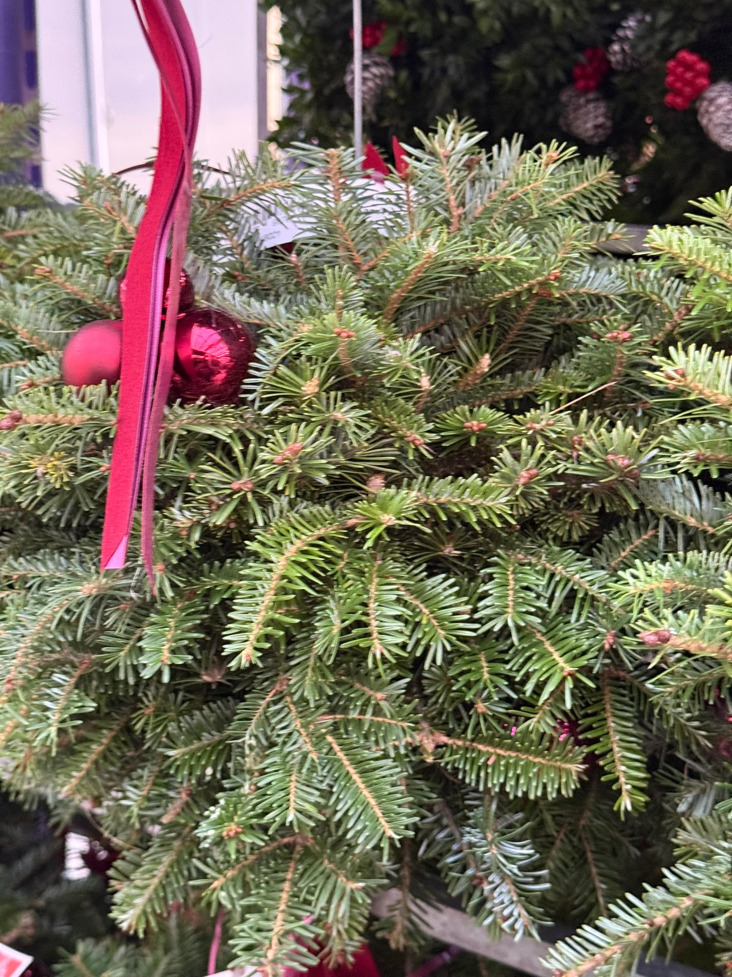 Kissing Ball, 14" Balsam/Fraser Fir, Burgundy Each