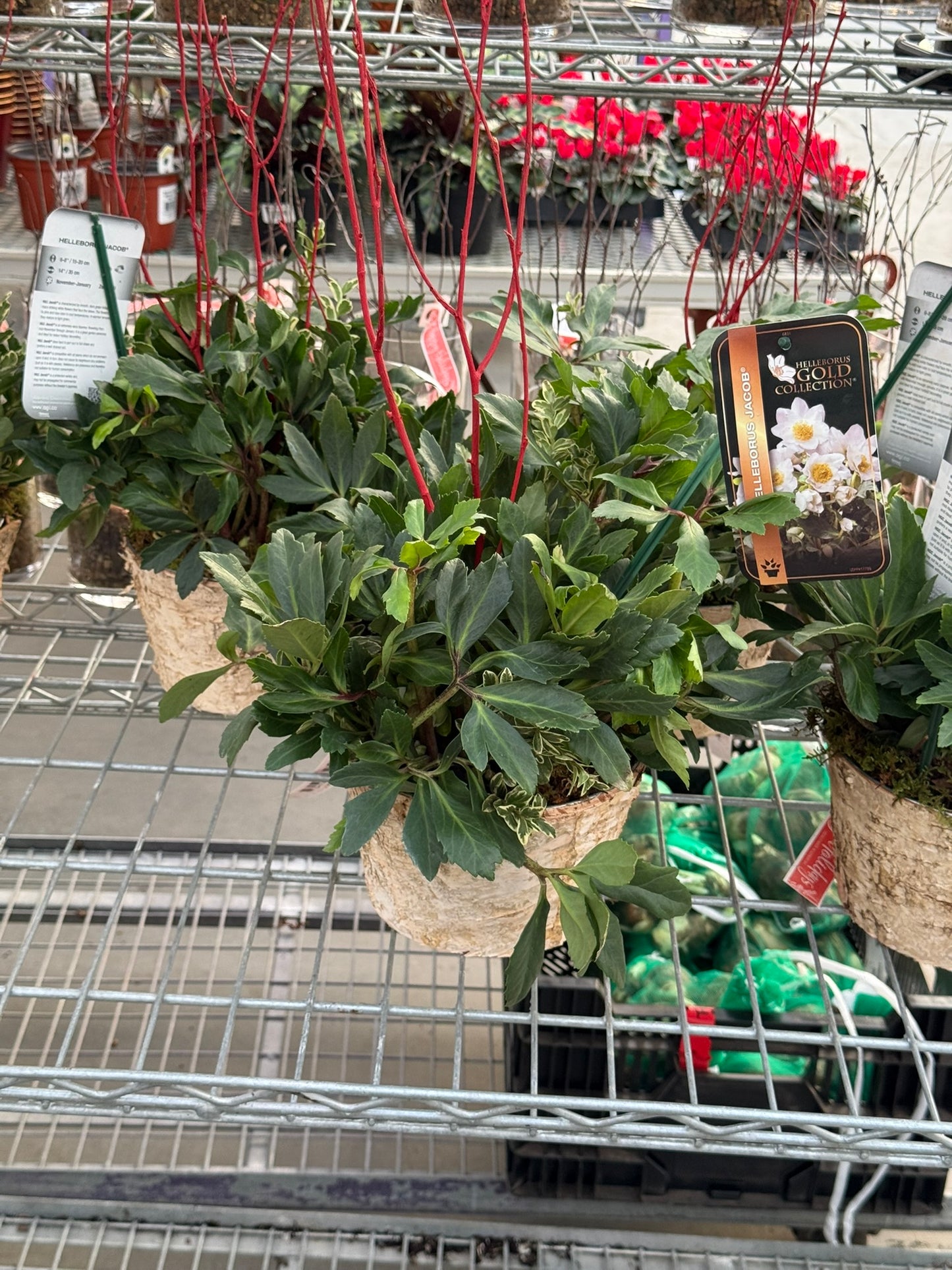 Plant, Helleborus, Assorted 6" Pot (Each)