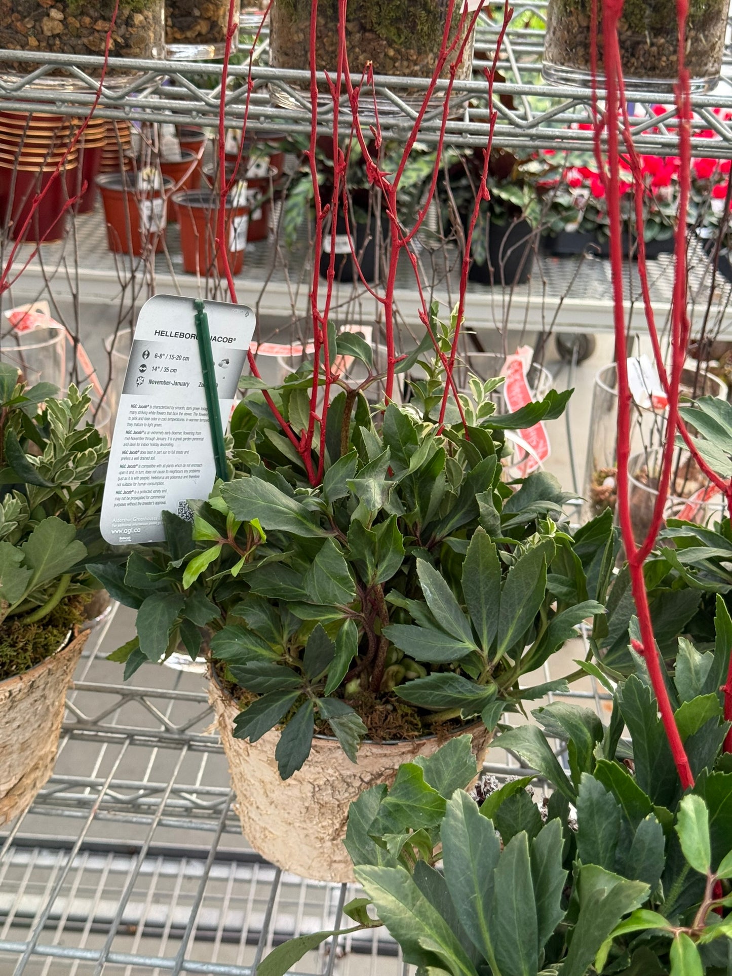 Plant, Helleborus, Assorted 6" Pot (Each)