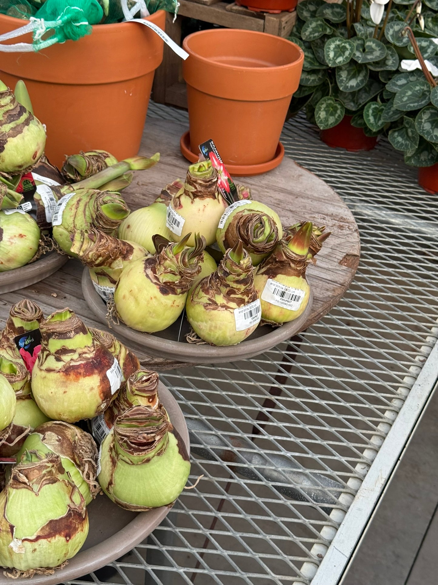 Bulb, Amaryllis 'Cape Horn', Pink and White Each