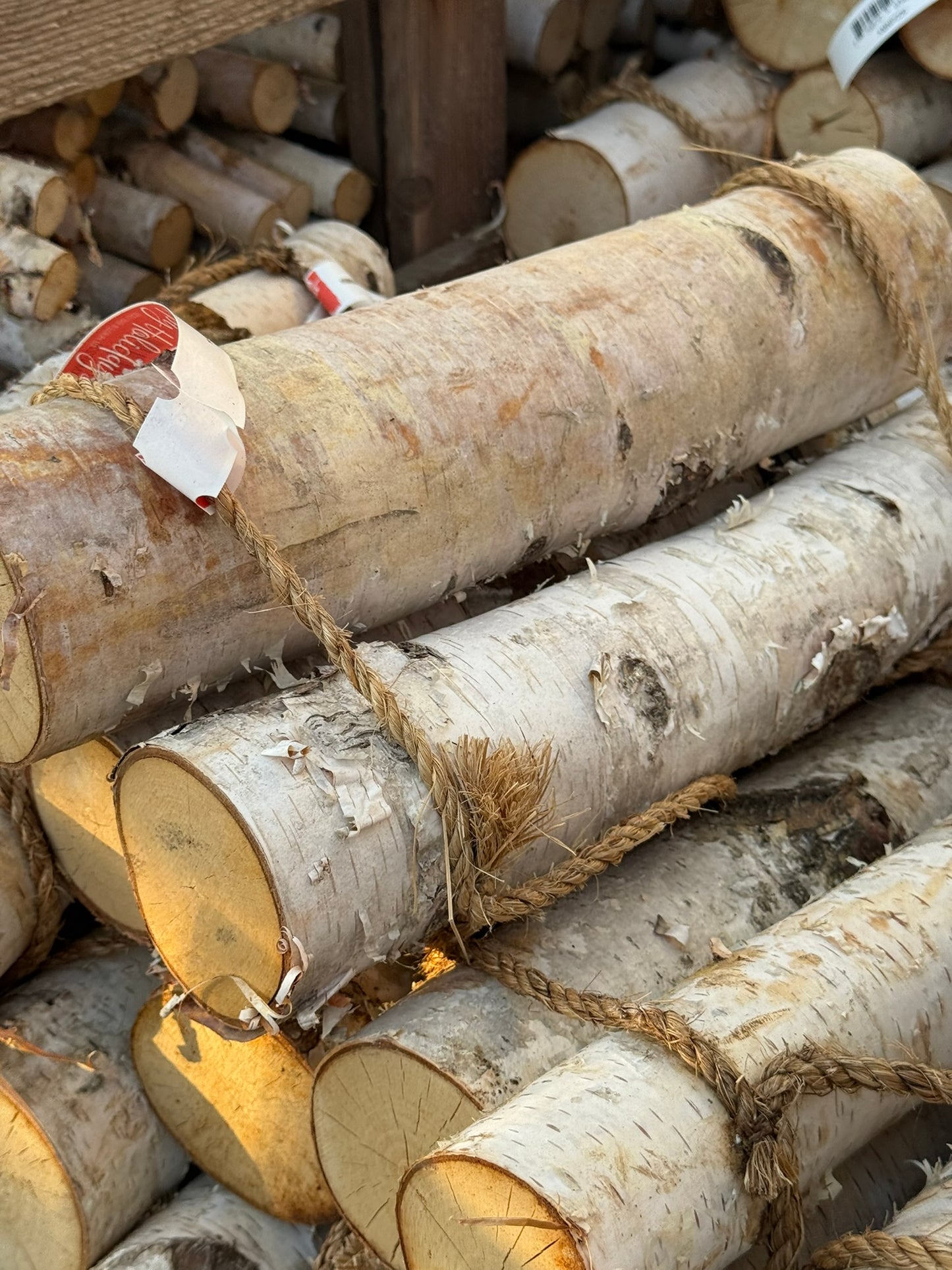 Birch Logs, Bundle