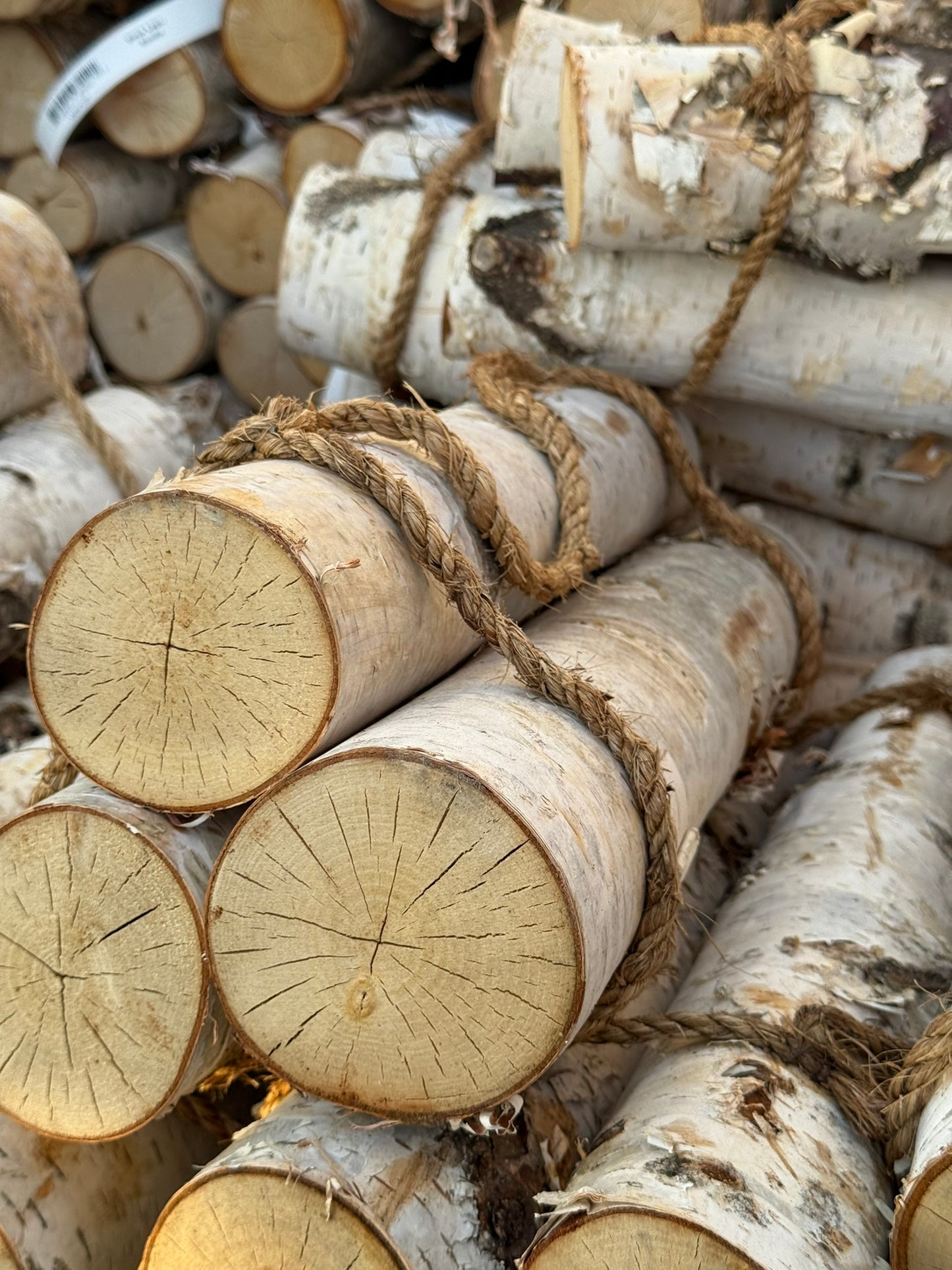 Birch Logs, Bundle