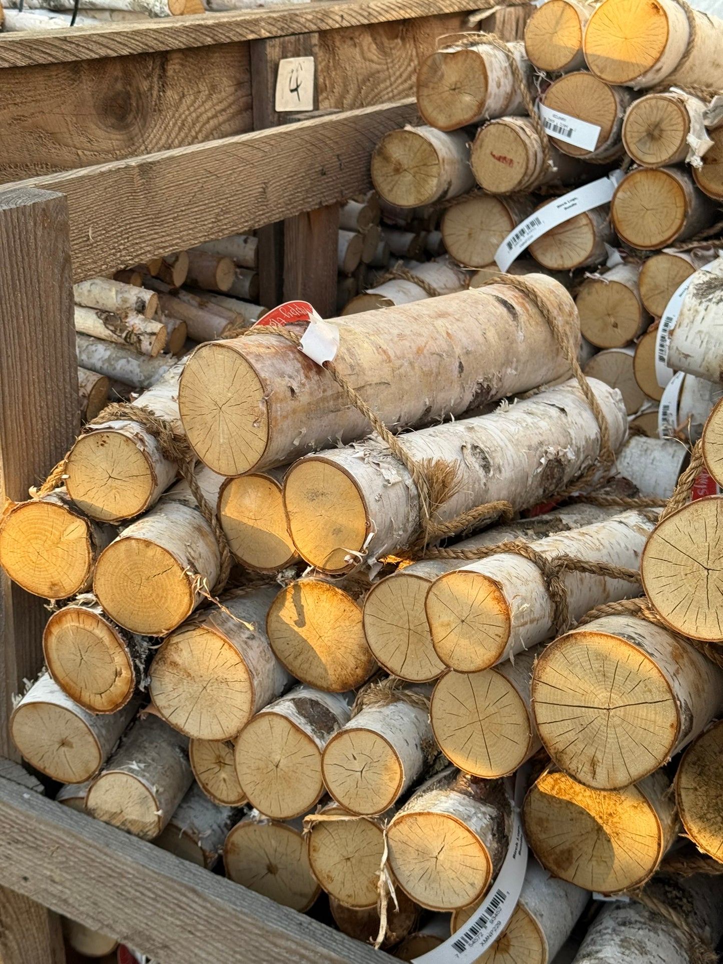 Birch Logs, Bundle