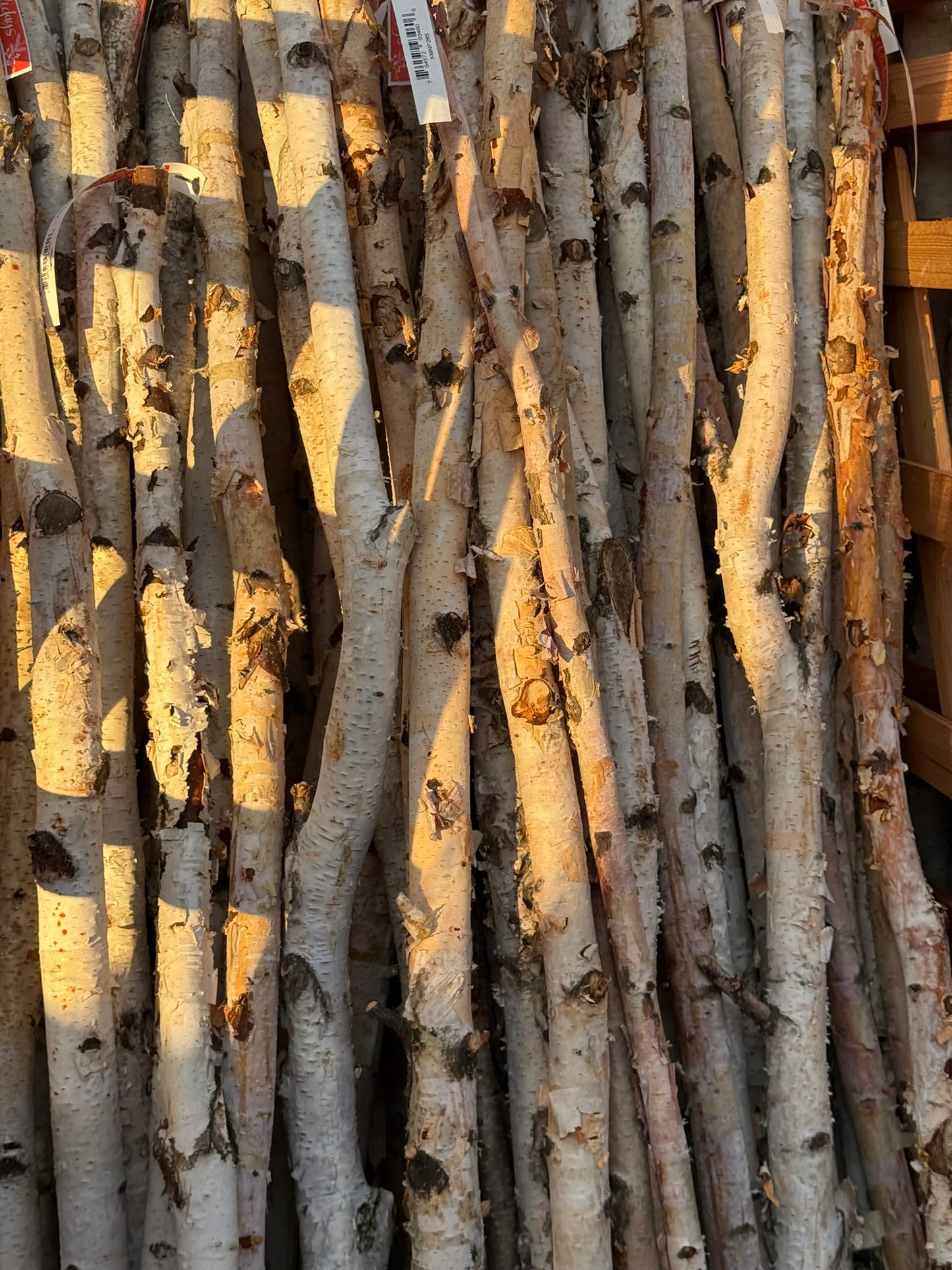 Poles, Birch Pole, Set of 3, 1" x 18" Bunch