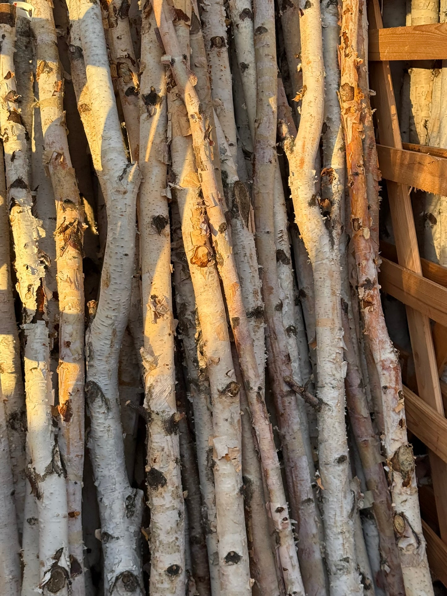 Poles, Birch Pole, 2-3" x 4-5' Each