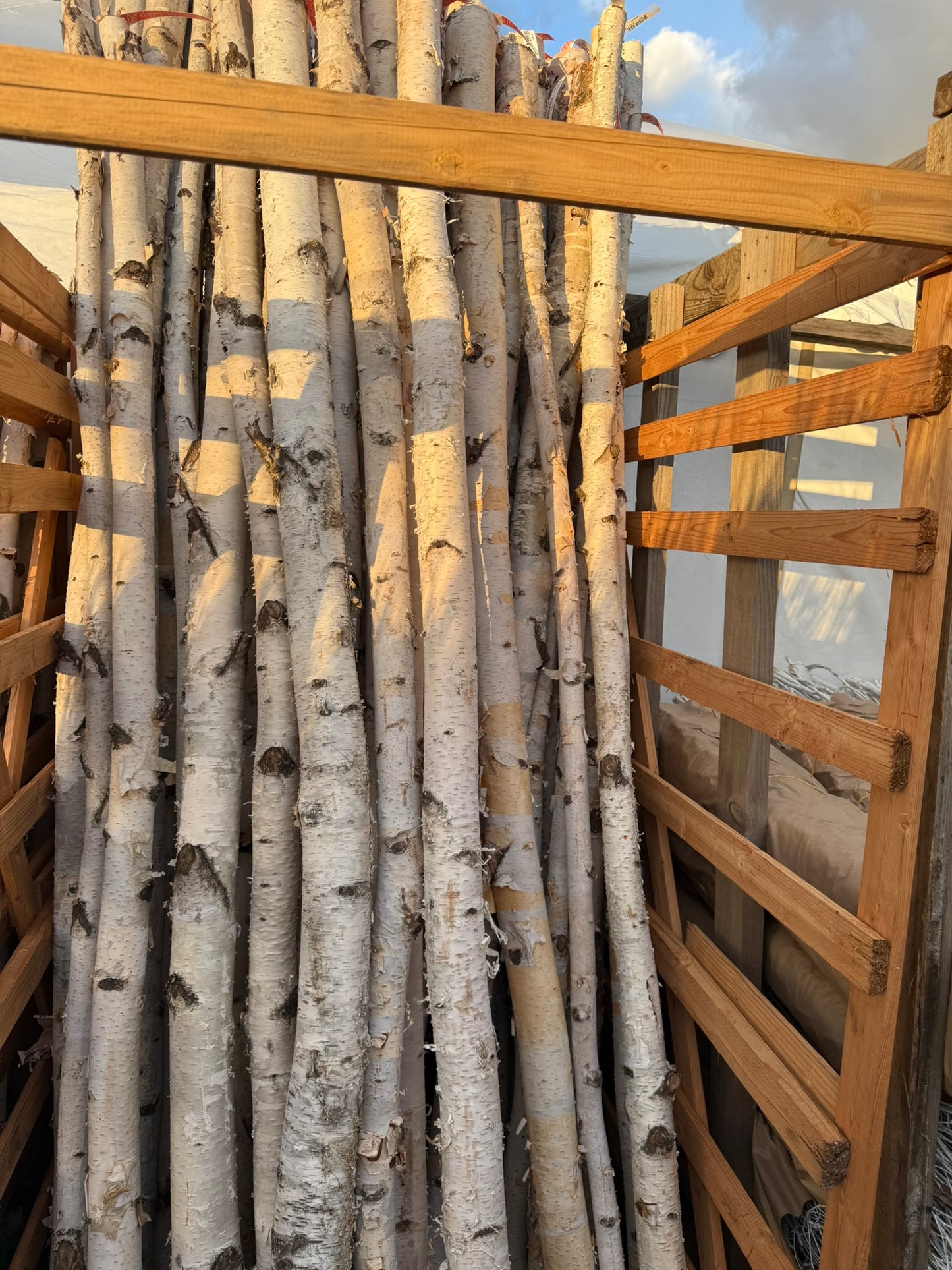 Poles, Birch Pole, Set of 3, 1" x 18" Bunch