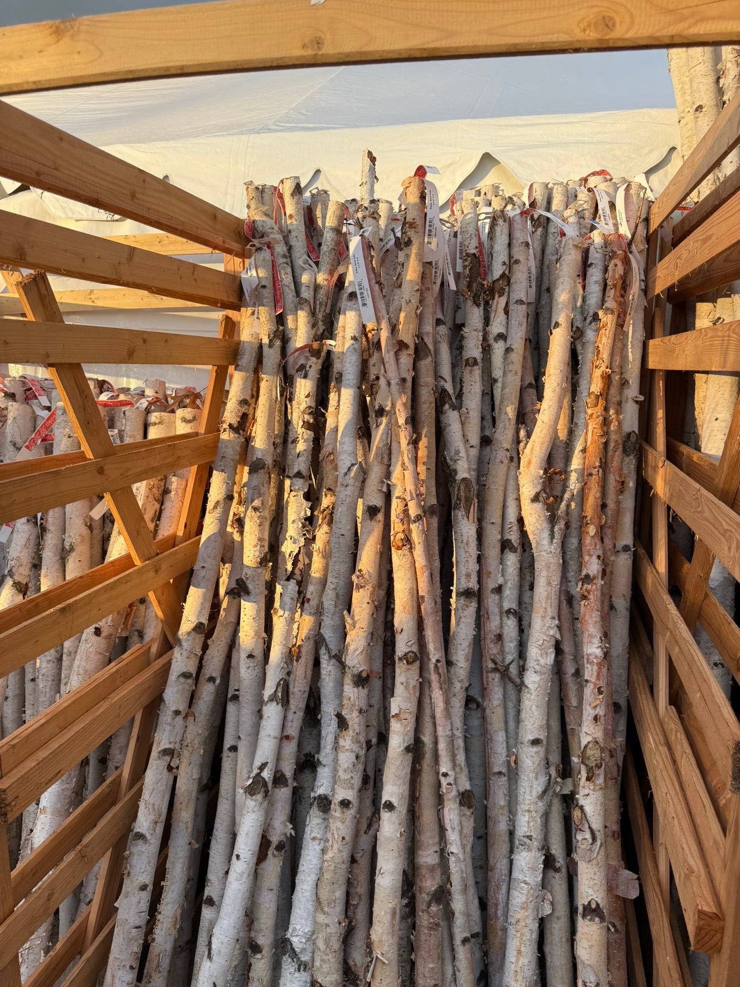 Poles, Birch Pole, 2-3" x 4-5' Each