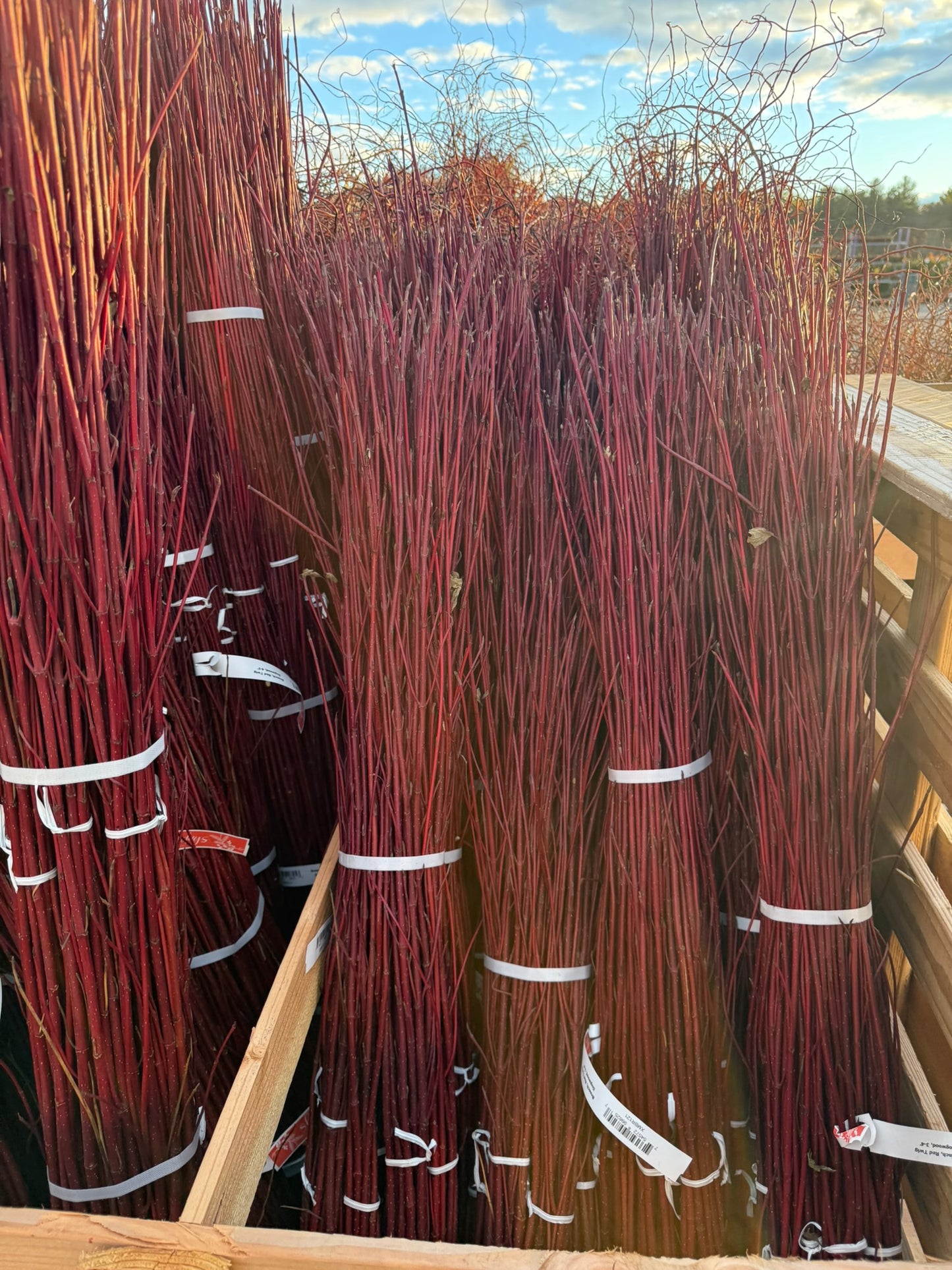 Branch, Red Twig Dogwood, 3-4' (10 Branches/Bunch, 10 Bunches/Bundle) Pack of 10