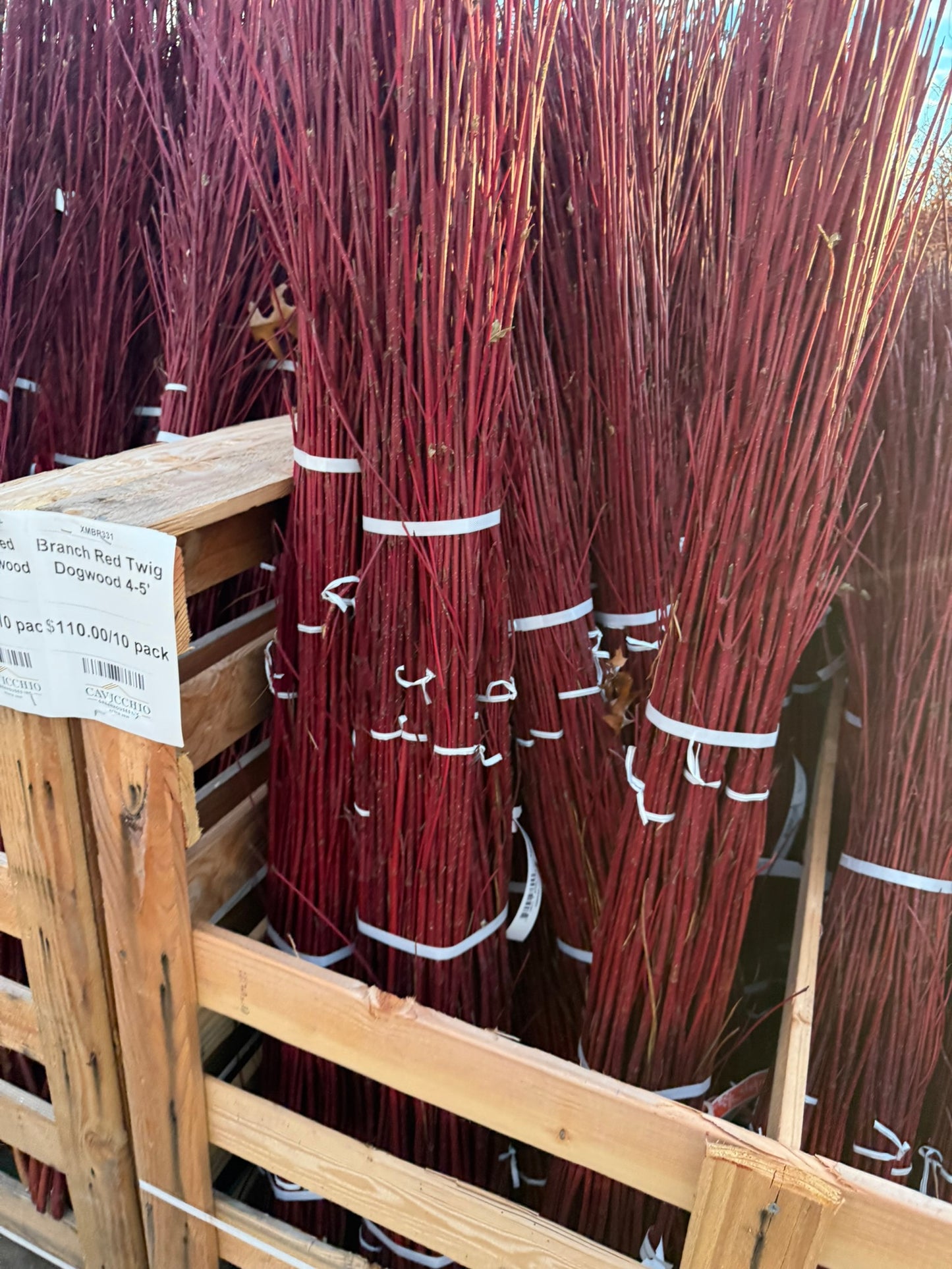 Branch, Red Twig Dogwood, 2-3' (10 Branches/Bunch, 10 Bunches/Bundle) Pack of 10