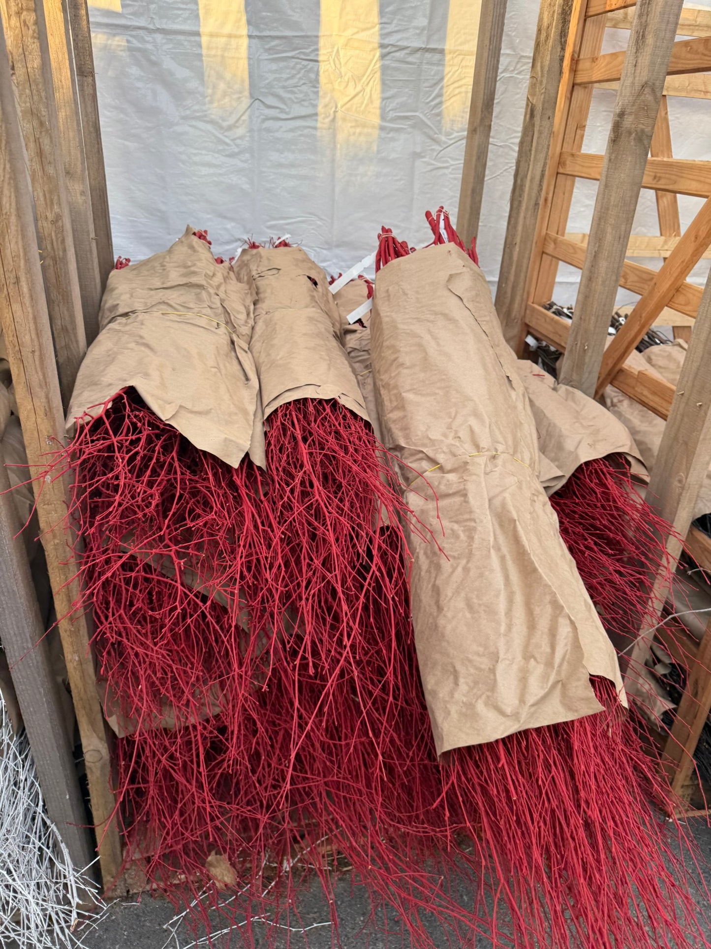 Branch, Red Twig Dogwood, 2-3' (10 Branches/Bunch, 10 Bunches/Bundle) Pack of 10