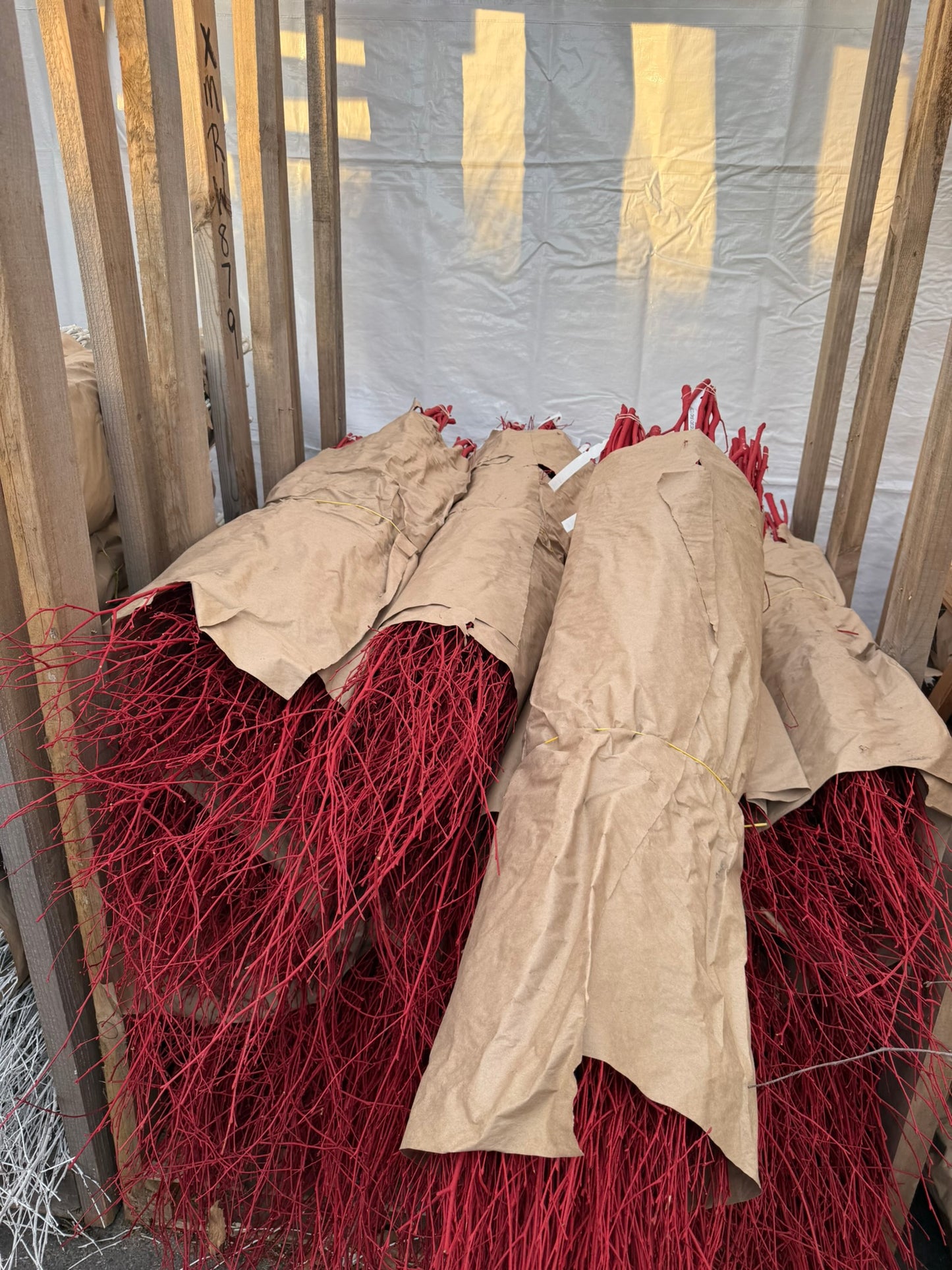 Branch, Red Twig Dogwood, 2-3' (10 Branches/Bunch, 10 Bunches/Bundle) Pack of 10