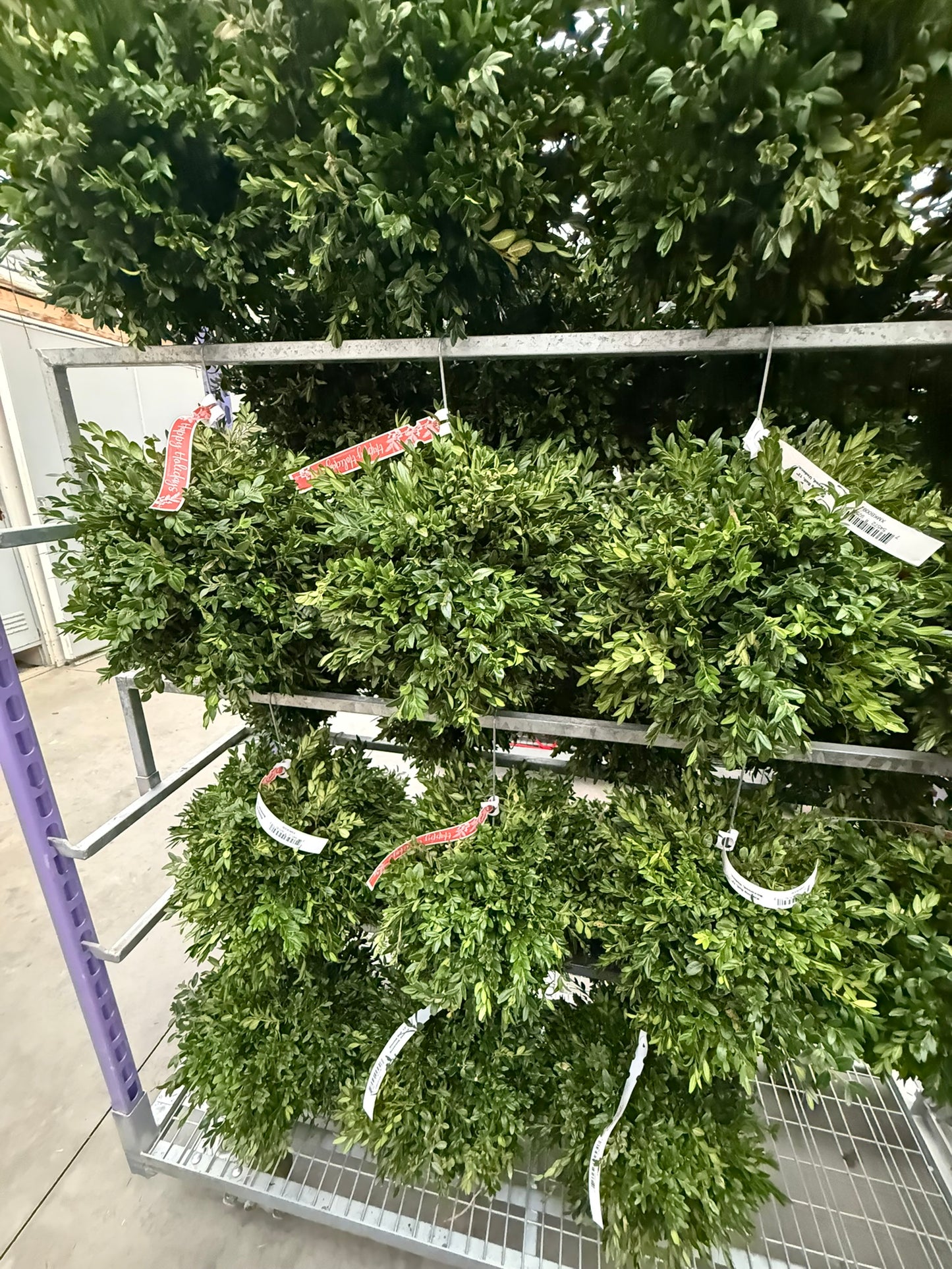 Kissing Ball, 14" Balsam/Fraser Fir, Undecorated Each