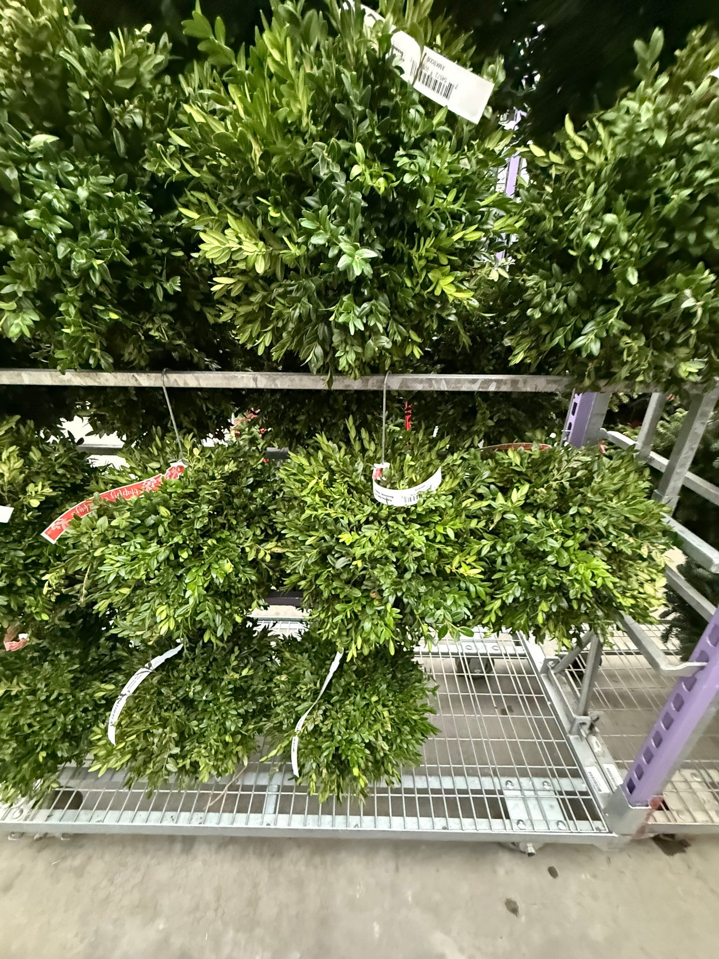 Kissing Ball, 12" Boxwood, Undecorated Each