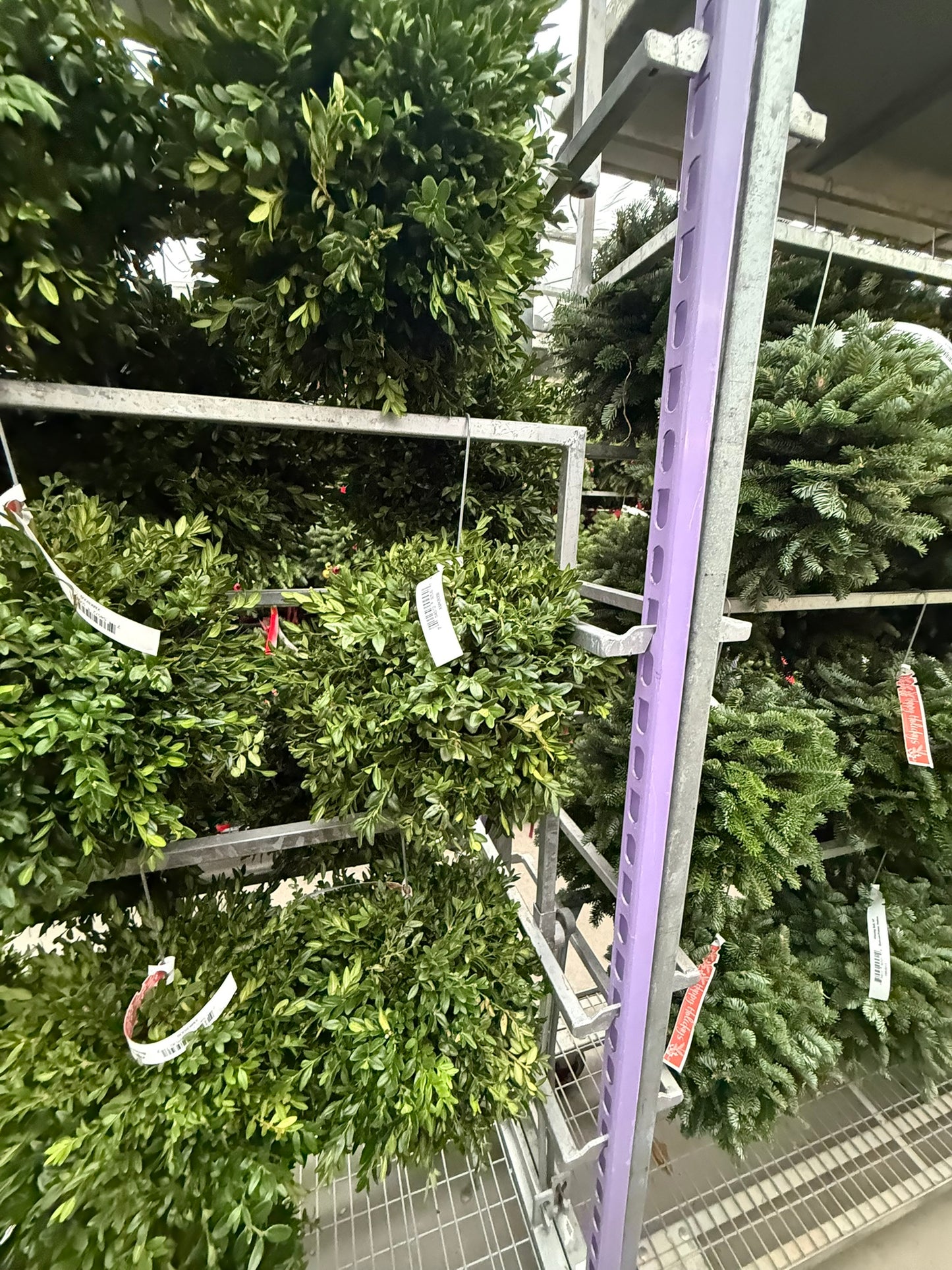 Kissing Ball, 14" Balsam/Fraser Fir, Undecorated Each