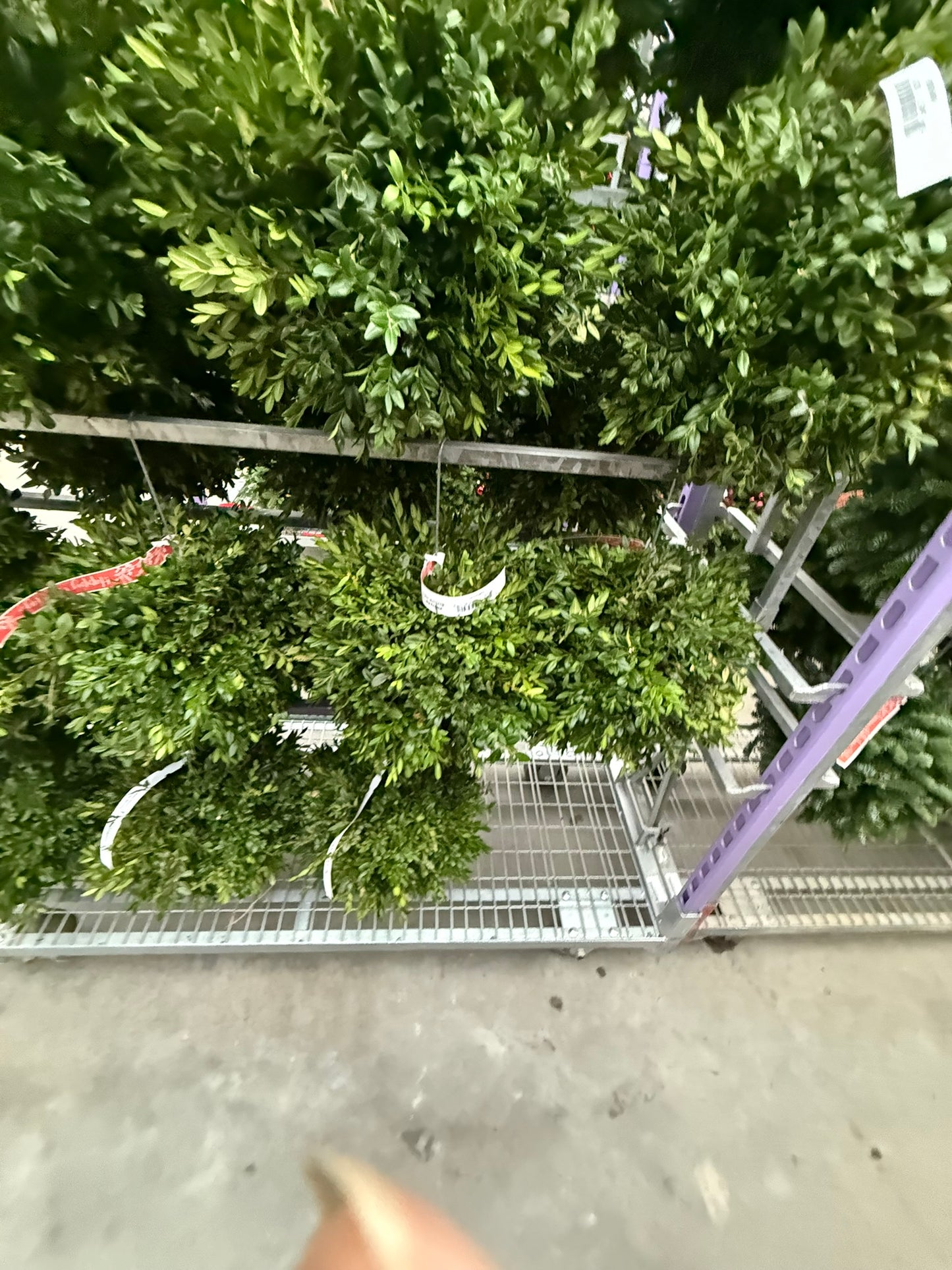 Kissing Ball, 14" Balsam/Fraser Fir, Undecorated Each