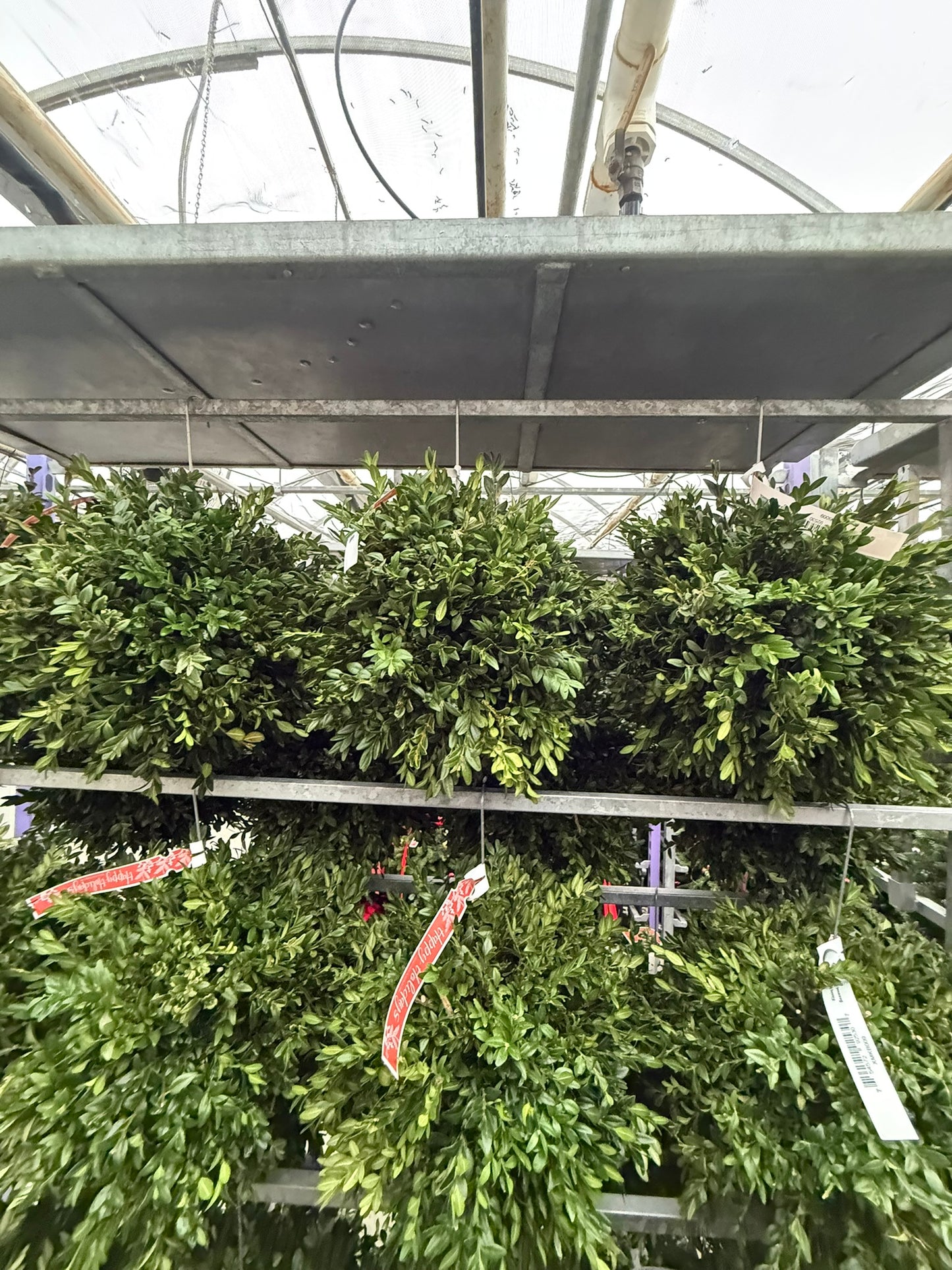 Kissing Ball, 14" Balsam/Fraser Fir, Undecorated Each