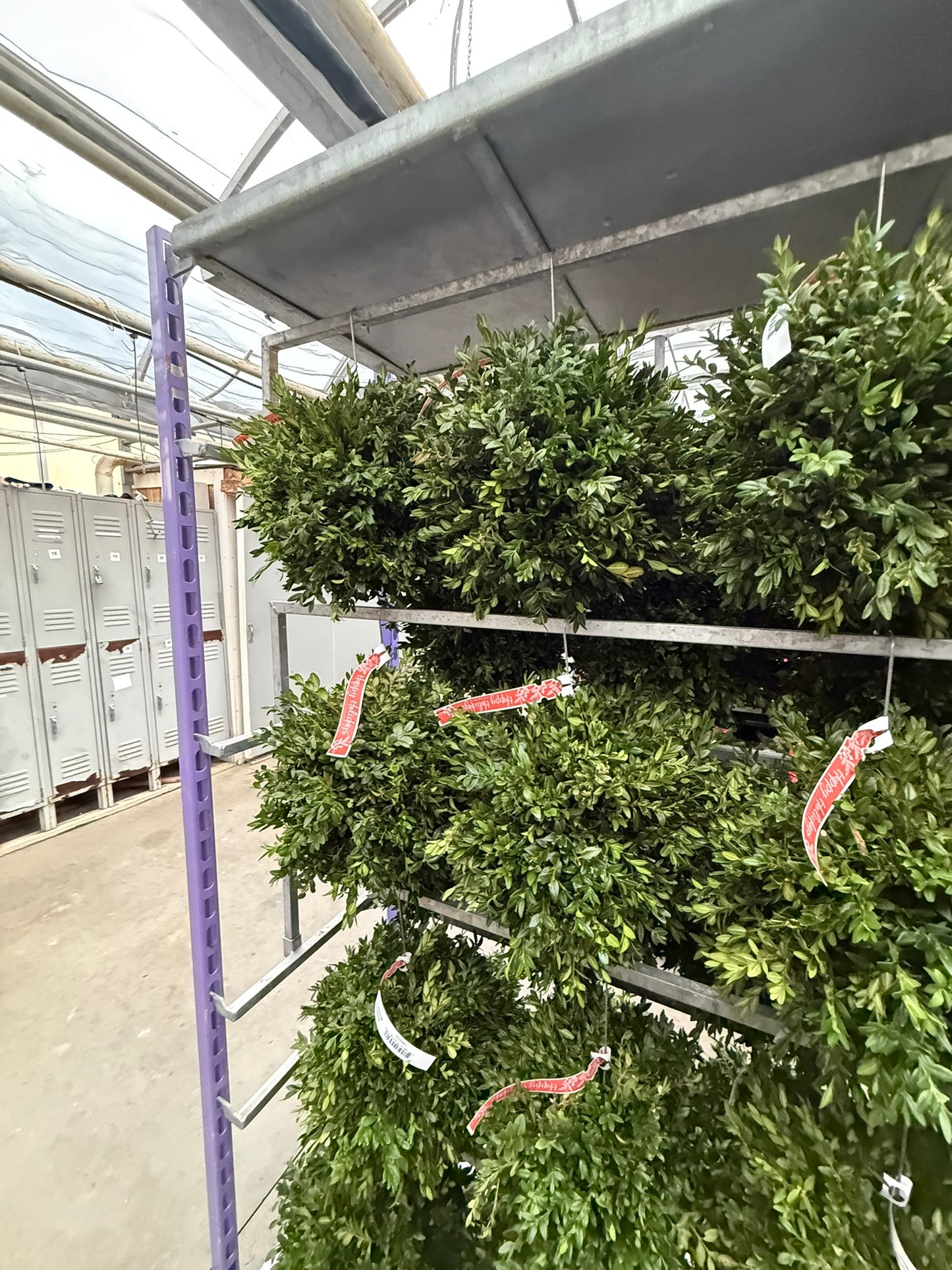 Kissing Ball, 14" Balsam/Fraser Fir, Undecorated Each