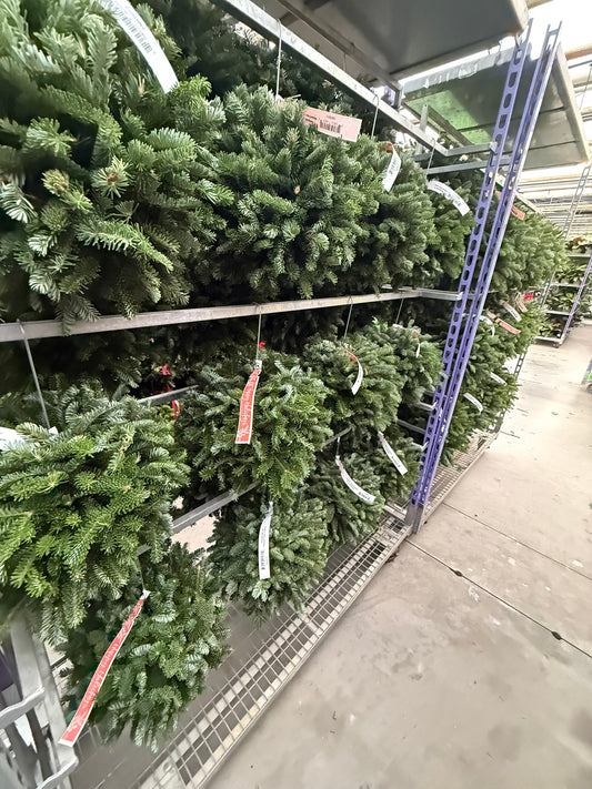 Kissing Ball, 14" Balsam/Fraser Fir, Undecorated Each