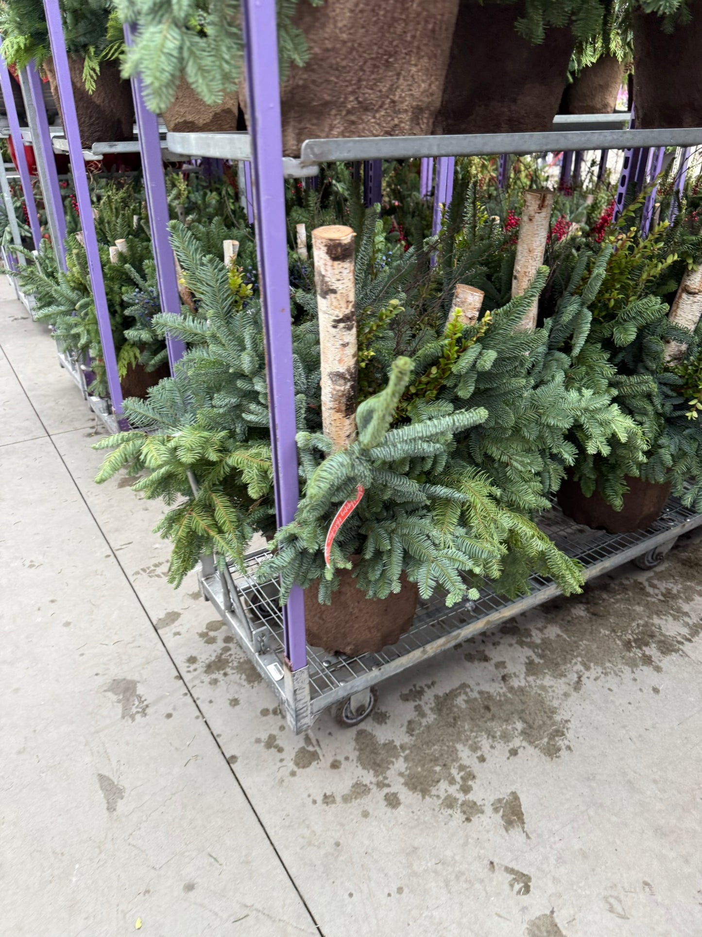 Planter, Fiber Drop in Holiday, Large Planter (Each)