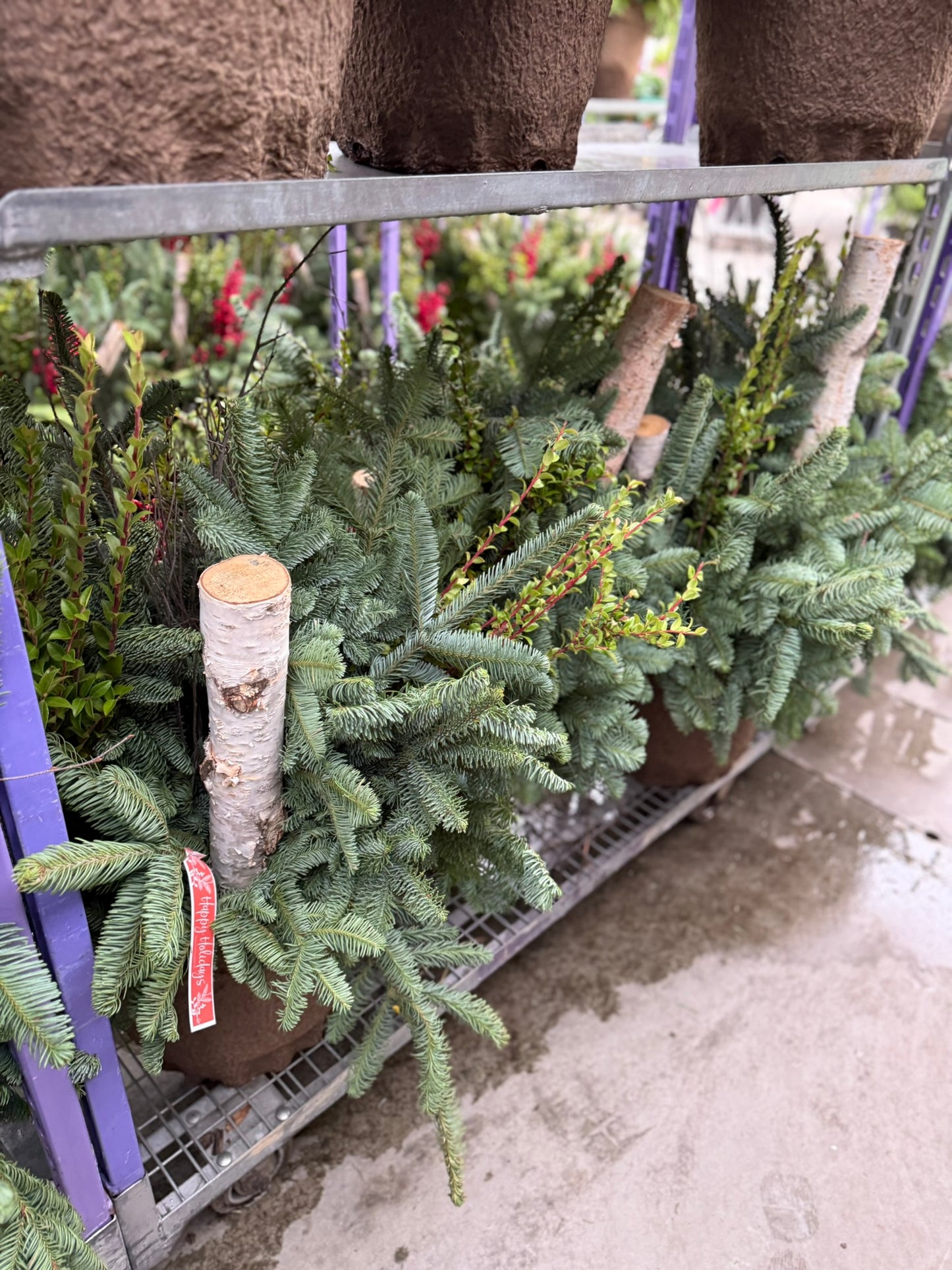 Planter, Fiber Drop in Holiday, Large Planter (Each)