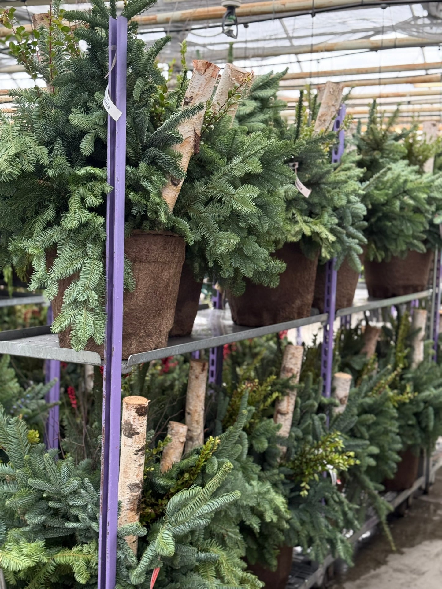 Planter, Fiber Drop in Holiday, Large Planter (Each)